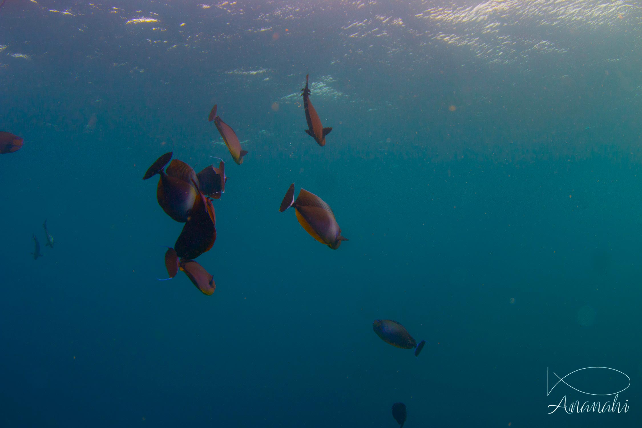 Bignose unicornfish of Maldives