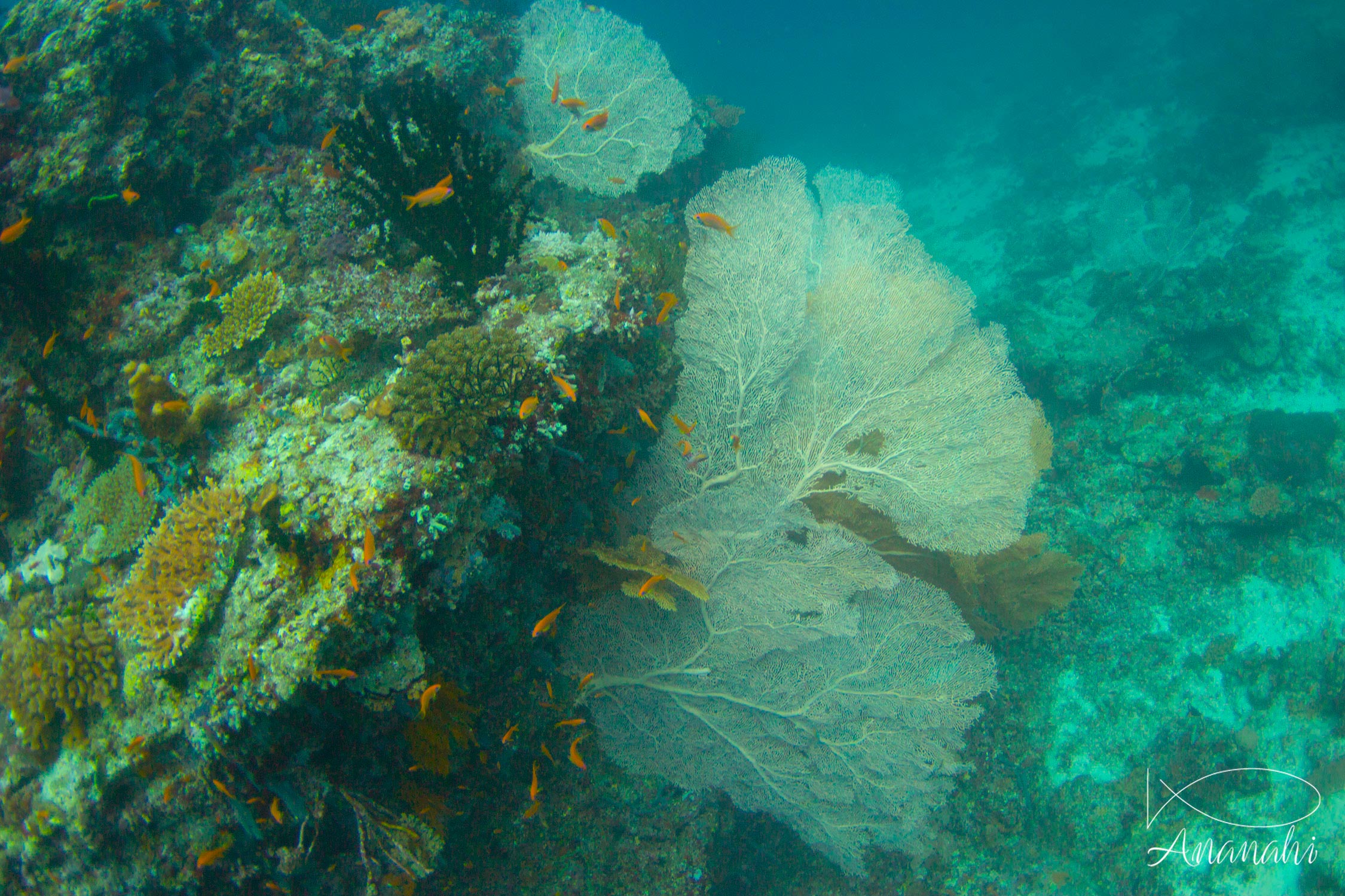 Giant sea fan of Maldives