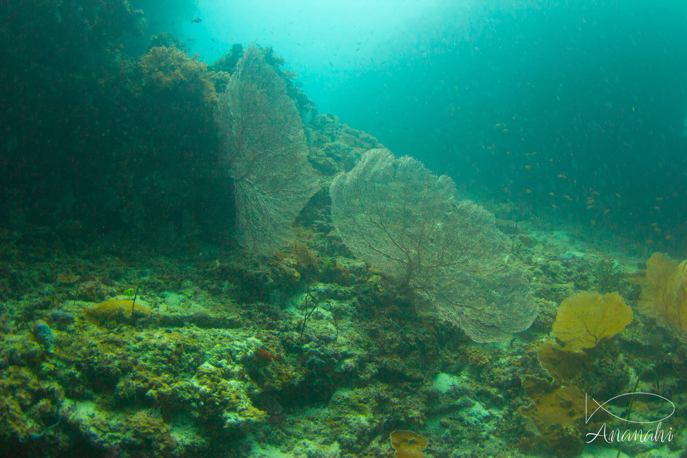 Giant sea fan of Maldives