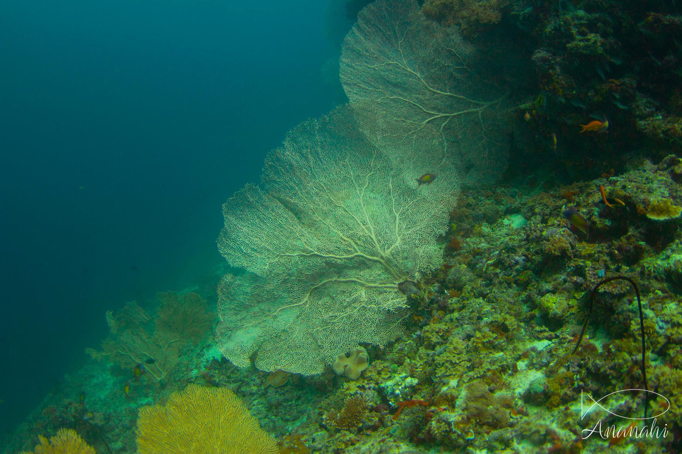 Giant sea fan of Maldives