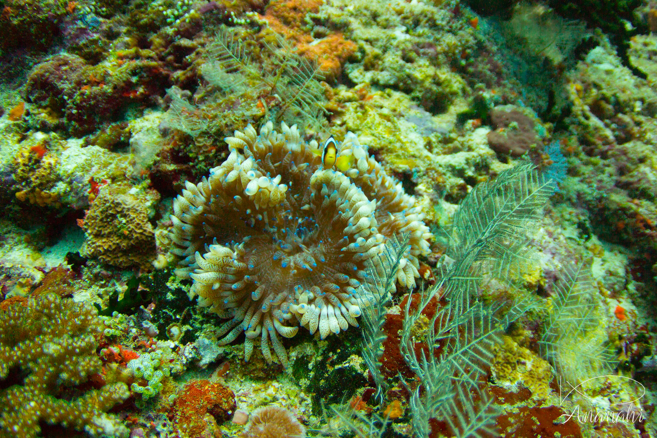 Leathery sea anemone of Maldives