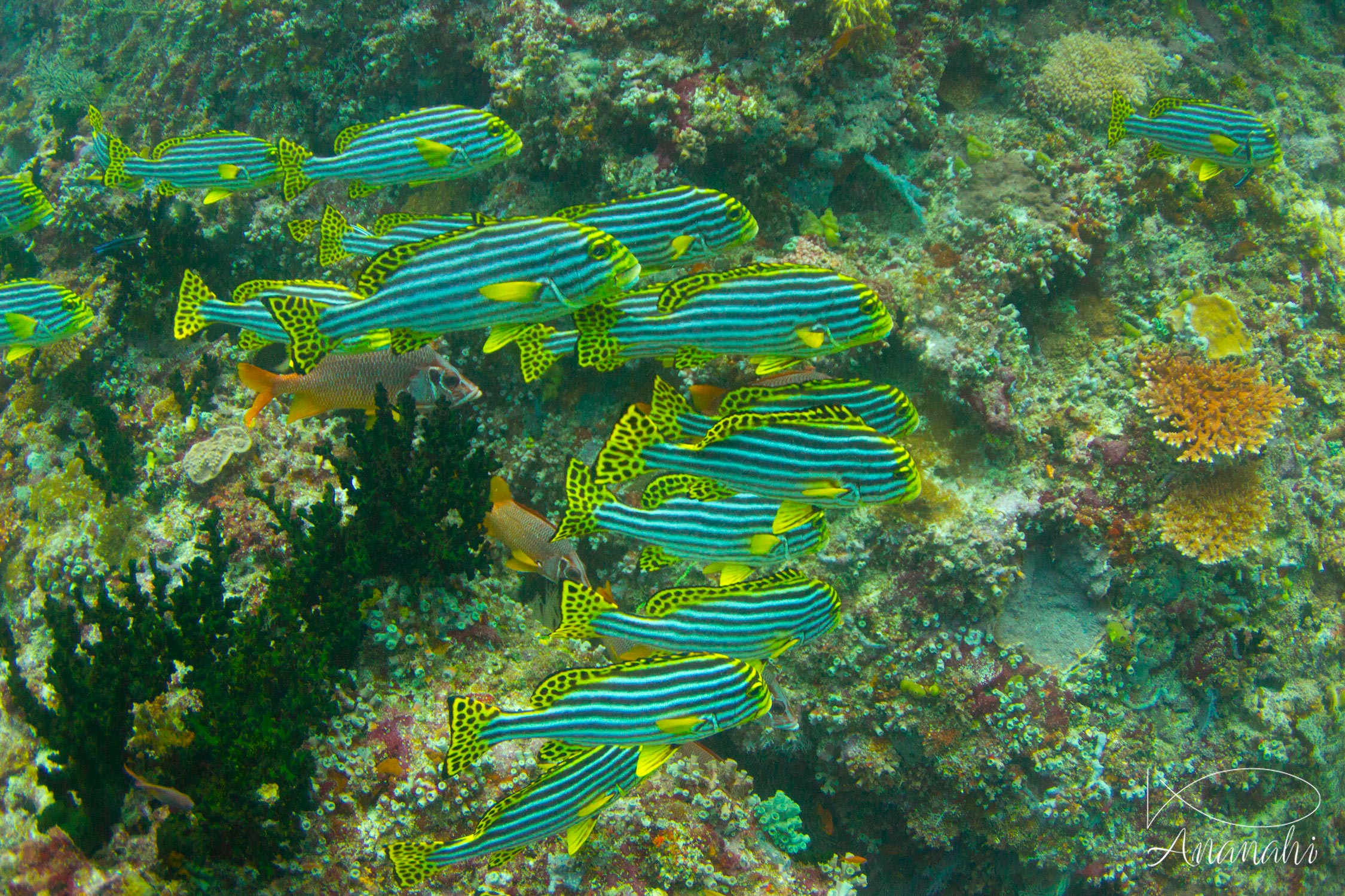 Oriental sweetlips of Maldives