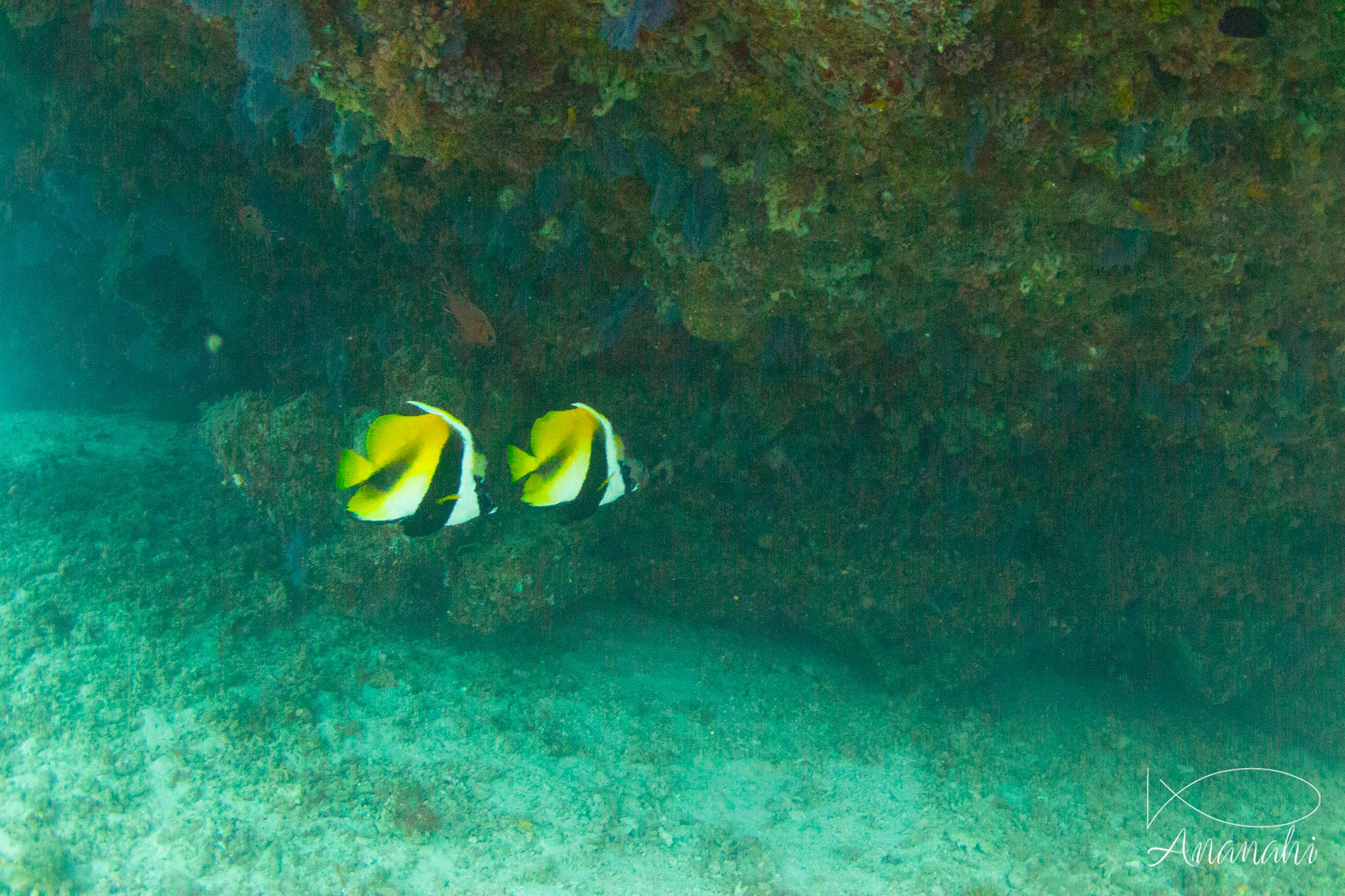 Masked bannerfish of Maldives