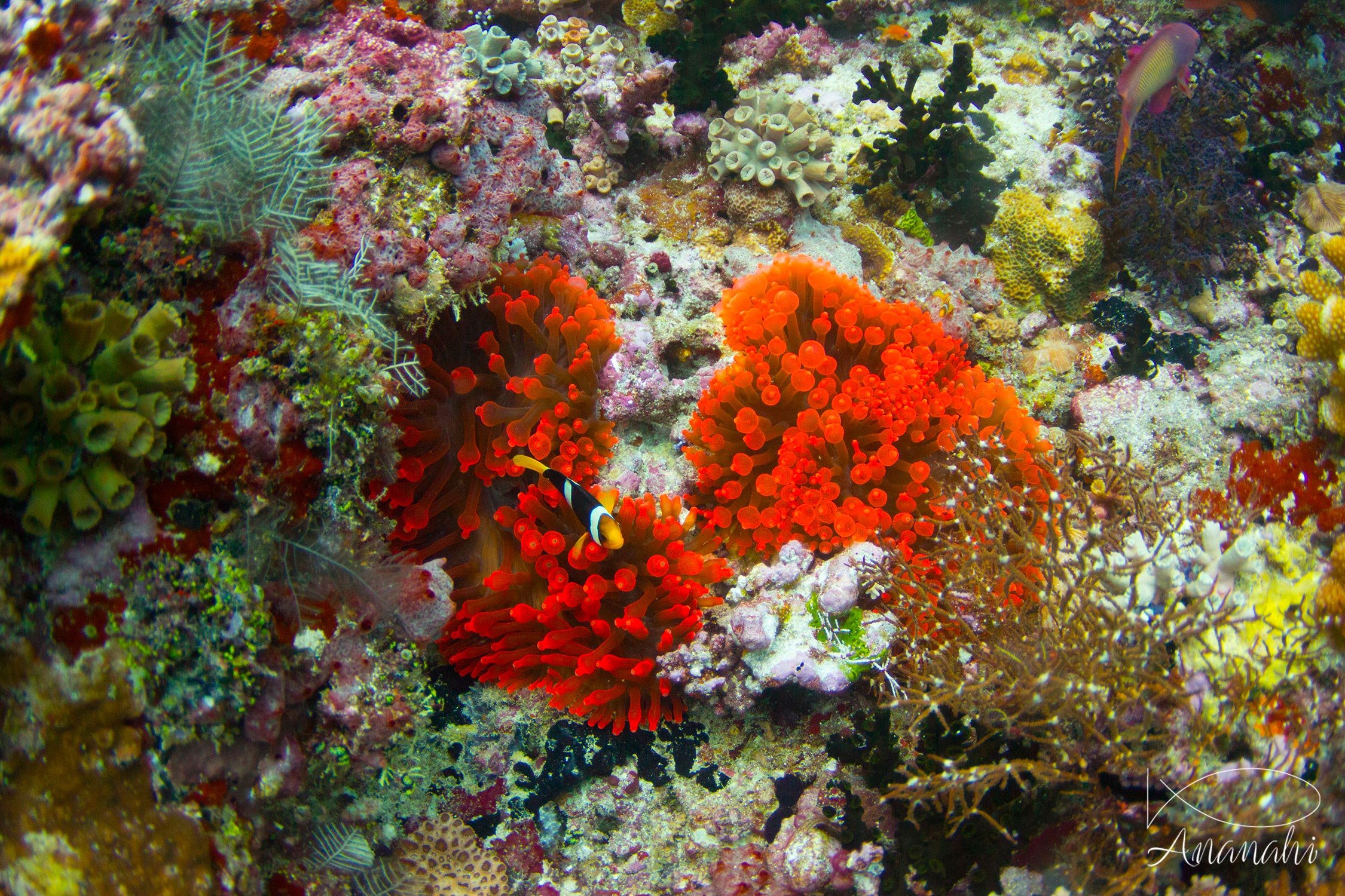 Bulb-tentacle sea anemone of Maldives