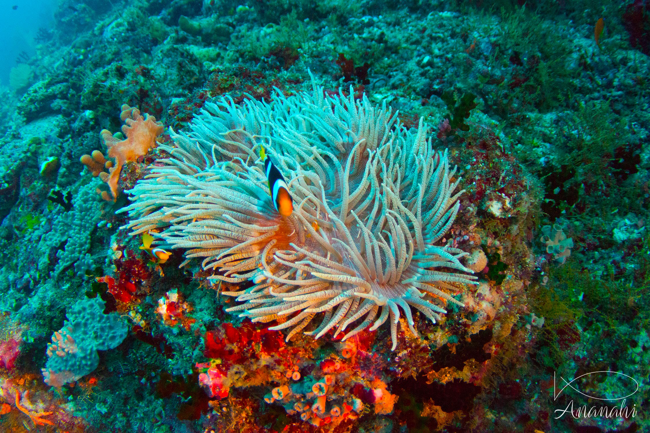Leathery sea anemone of Maldives