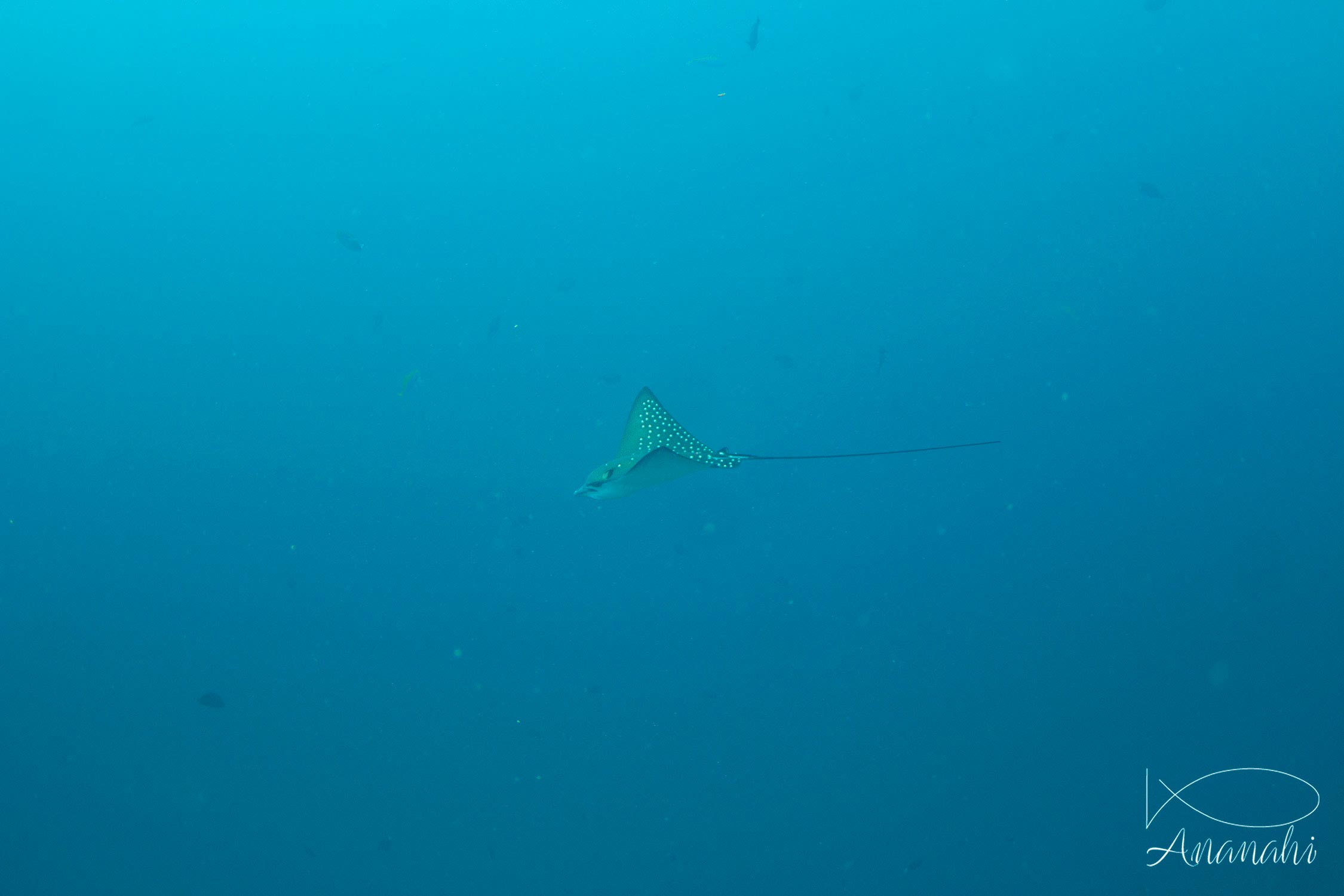 Spotted eagle ray of Maldives