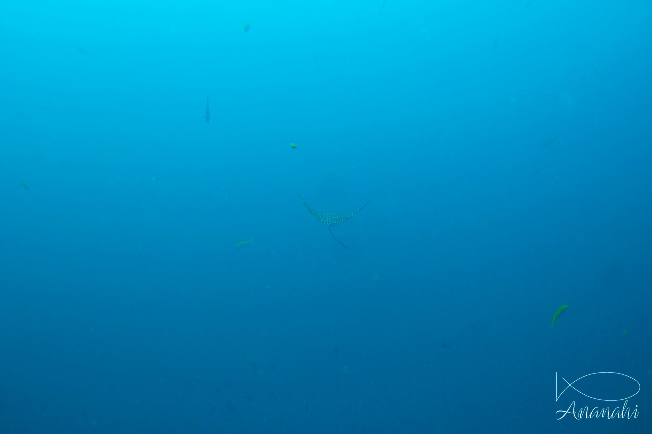 Spotted eagle ray of Maldives