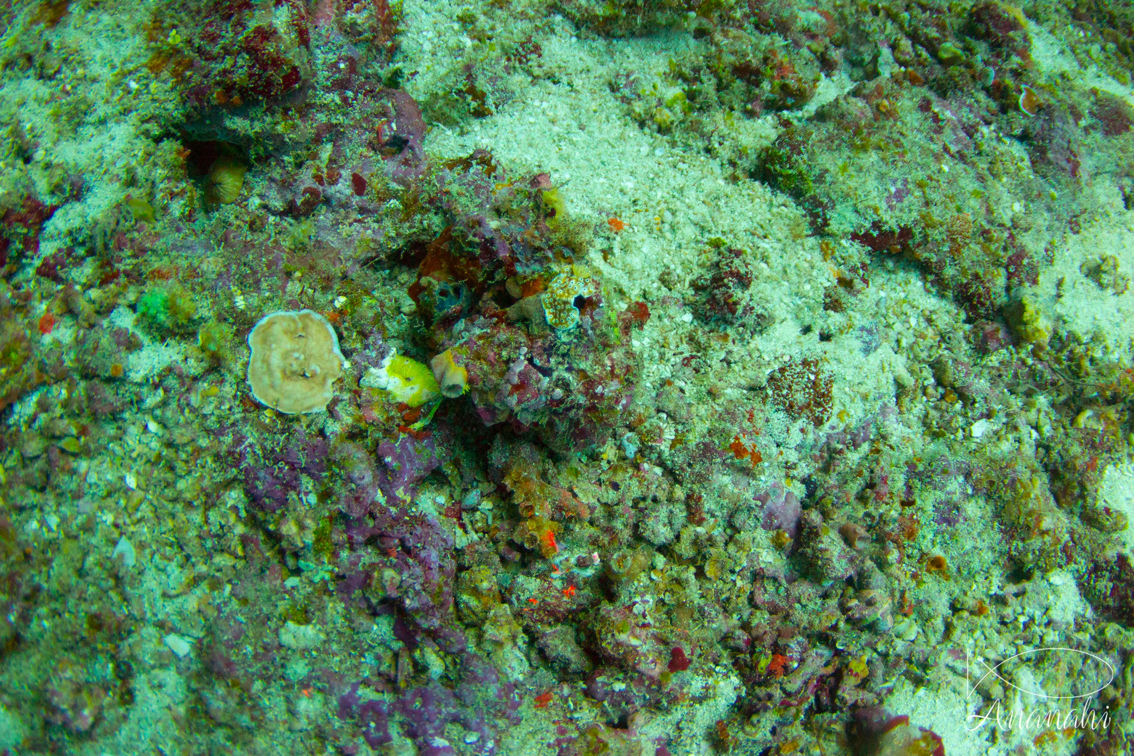 Leopard chromodoris of Maldives