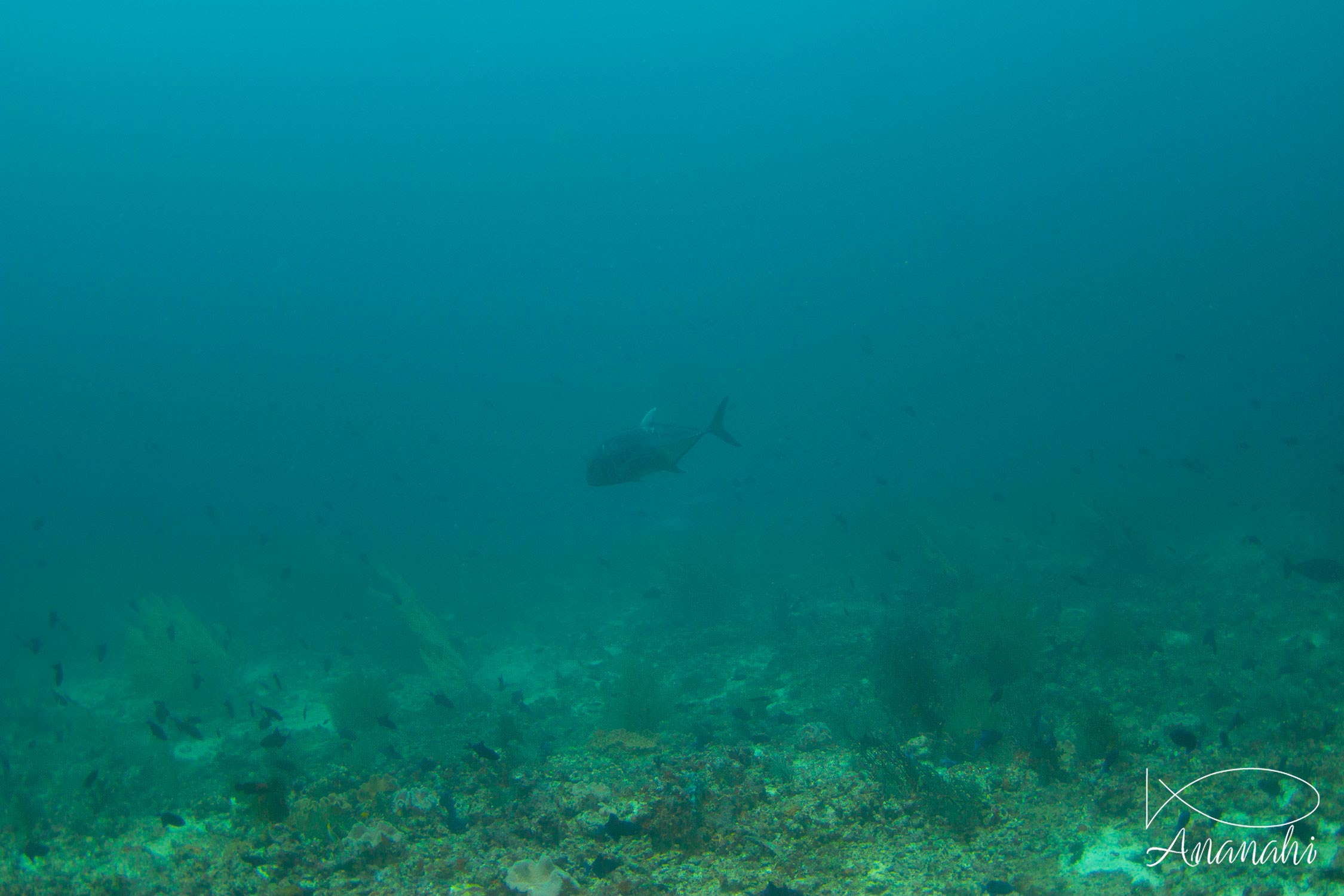 Black jackfish of Maldives
