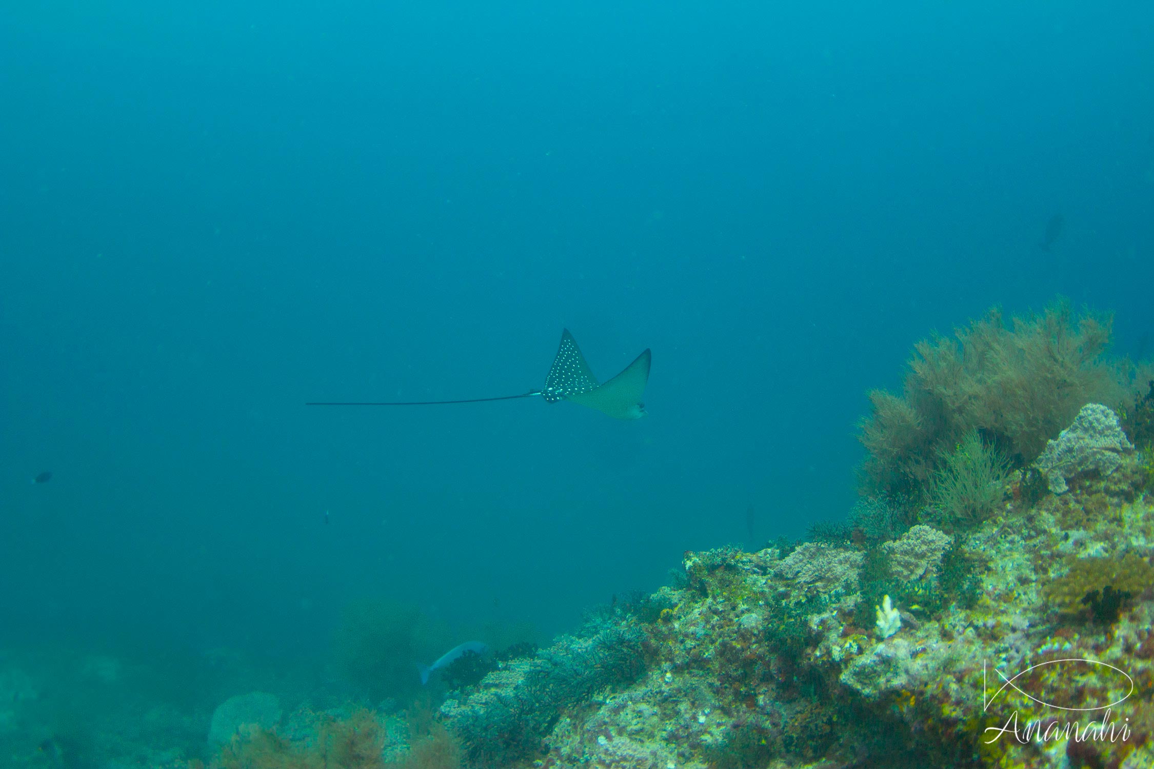 Spotted eagle ray of Maldives