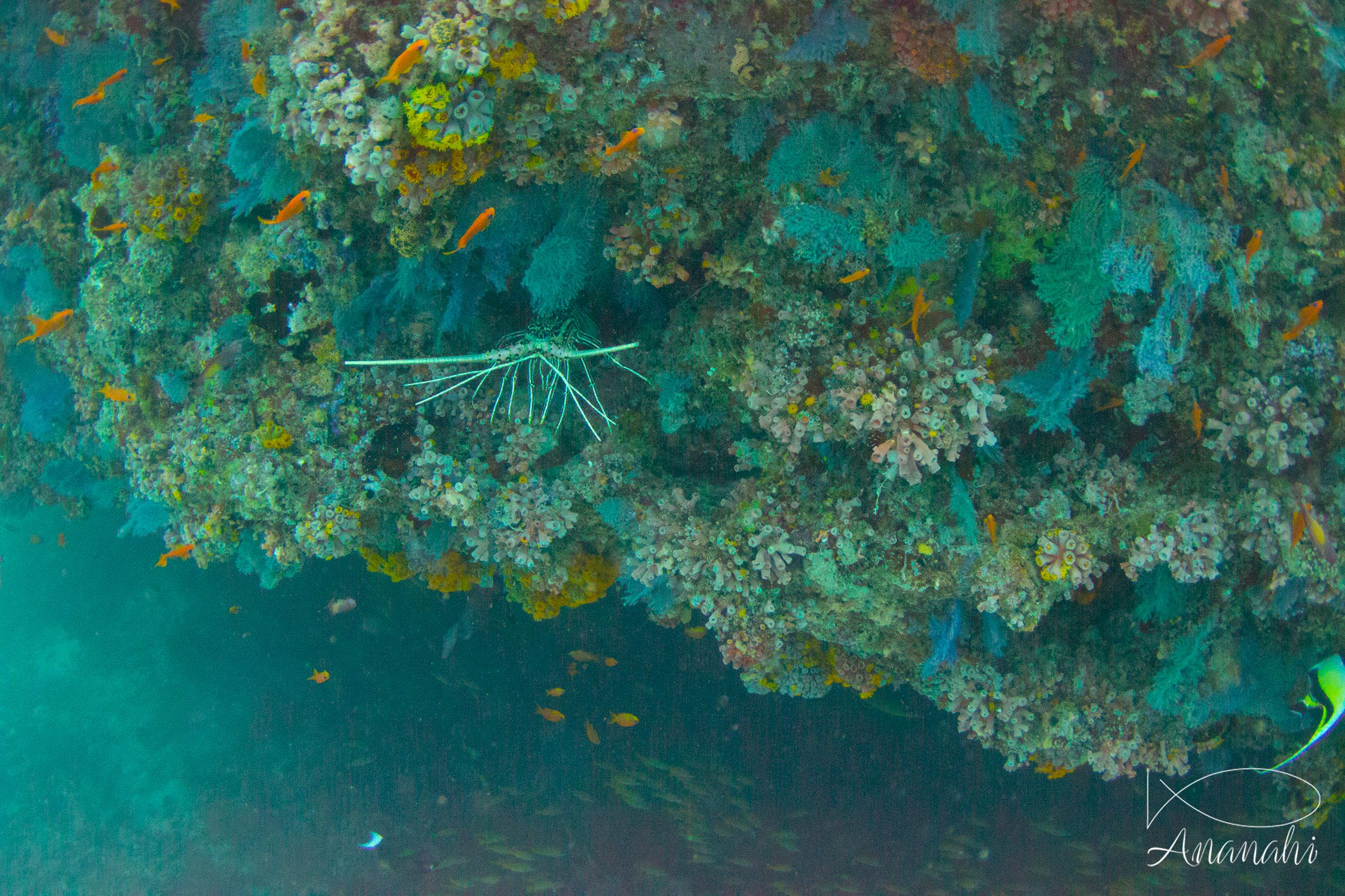 Painted rock lobster of Maldives