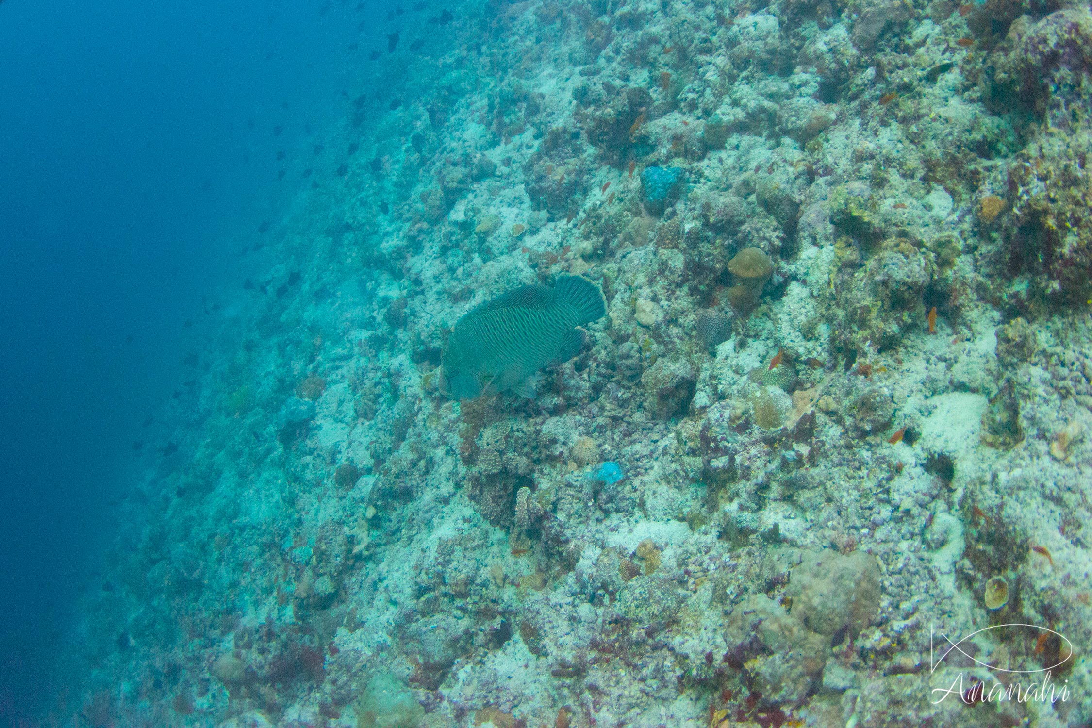 Napoleon wrasse of Maldives