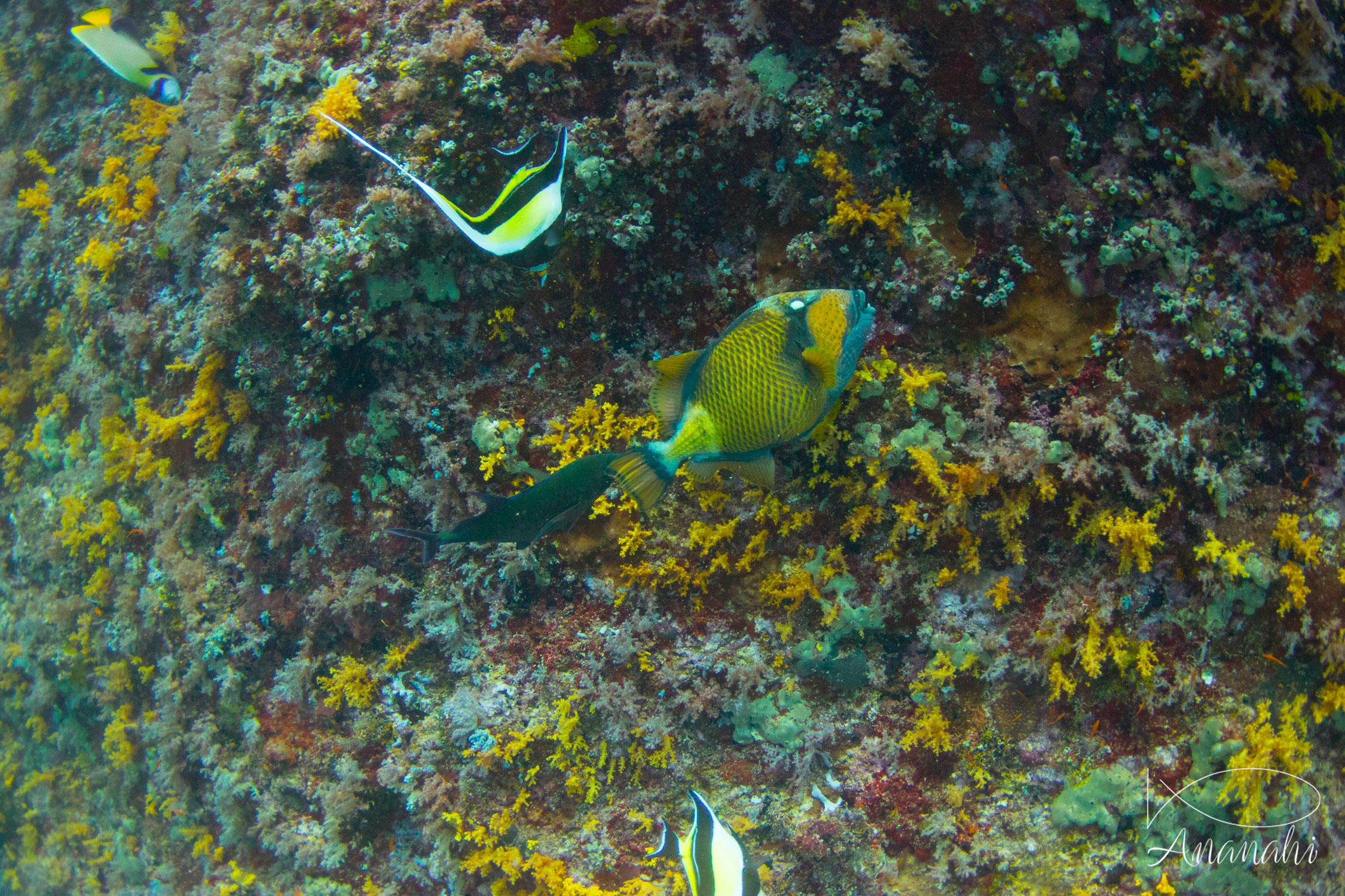 Titan triggerfish of Maldives