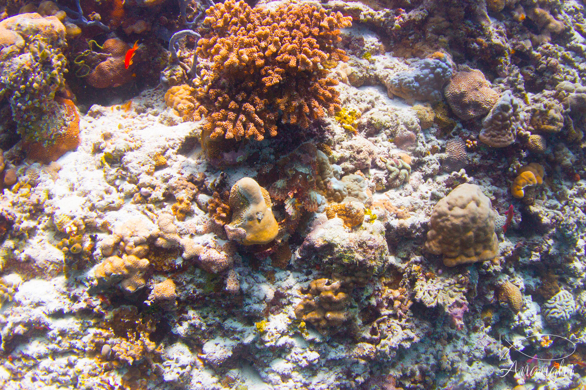 Tasseled scorpionfish of Maldives