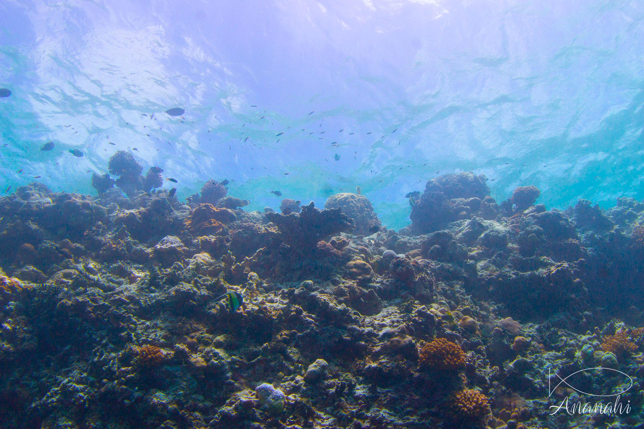 Coral of Maldives