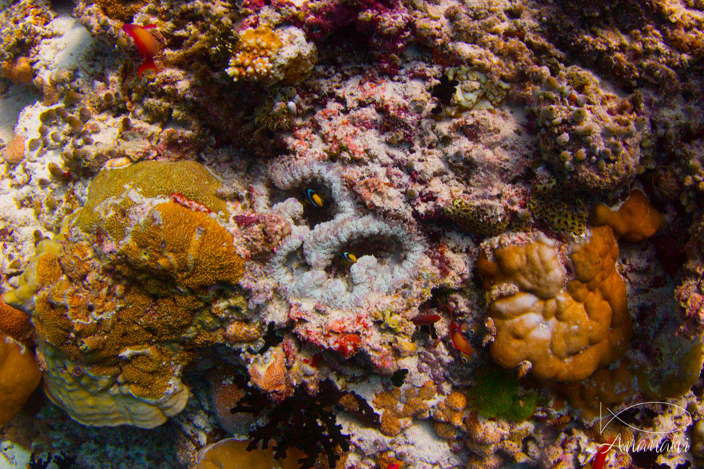 Beaded sea anemone of Maldives