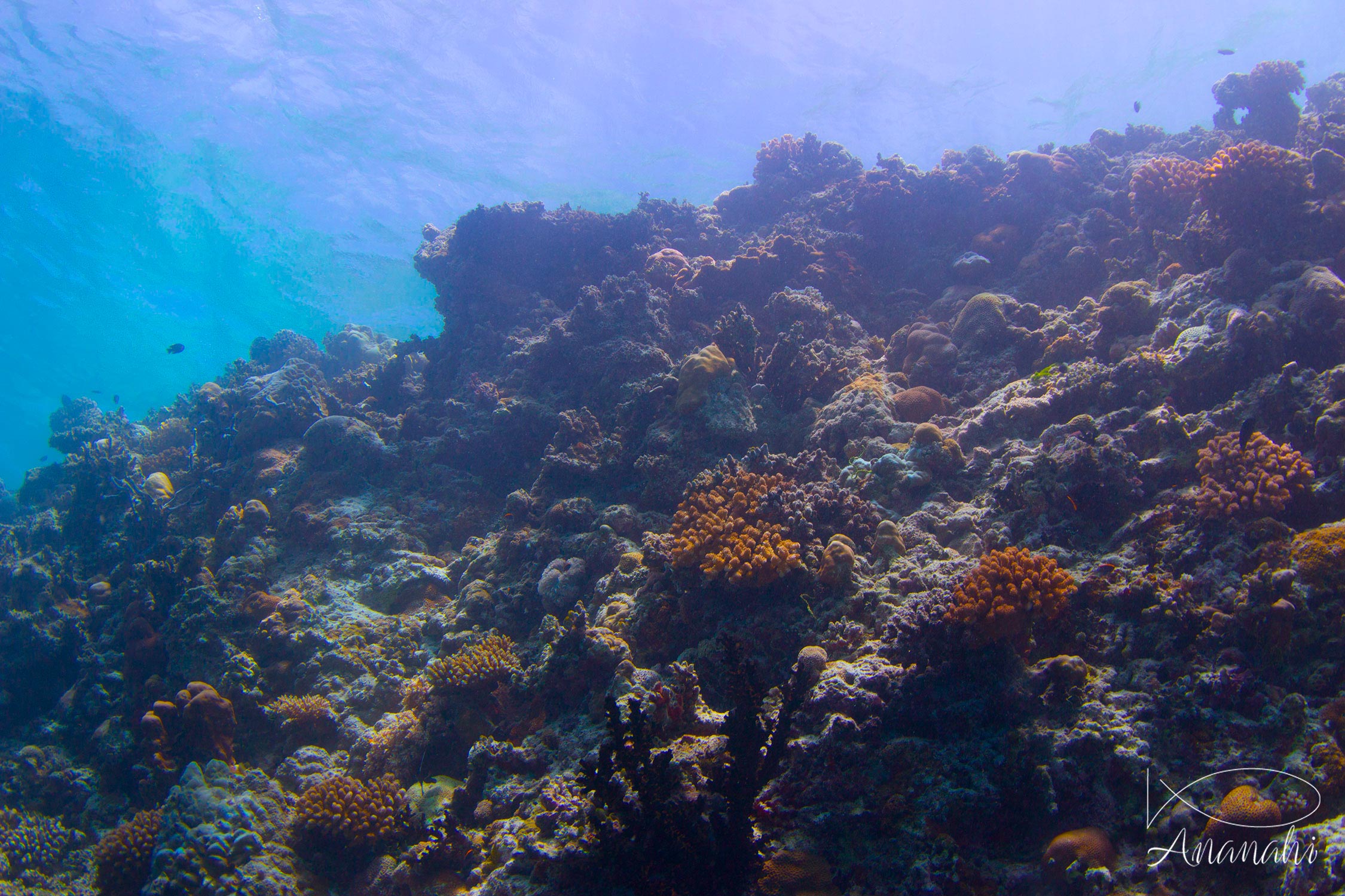 Coral of Maldives