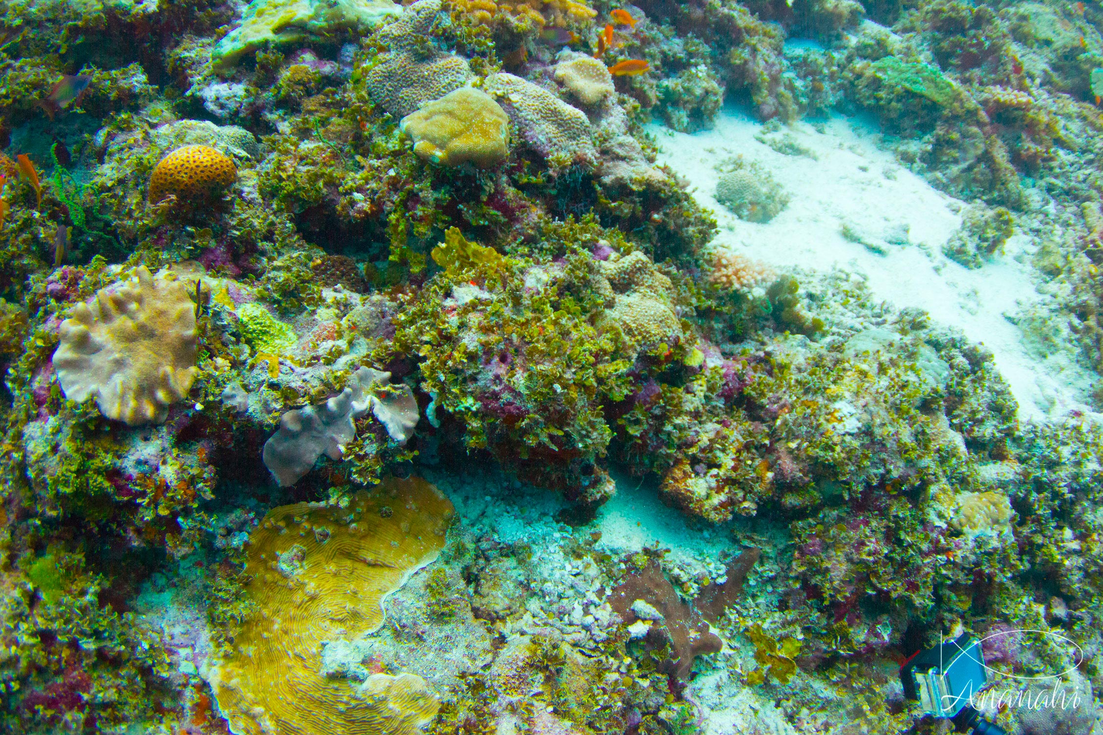 Leaf fish of Maldives