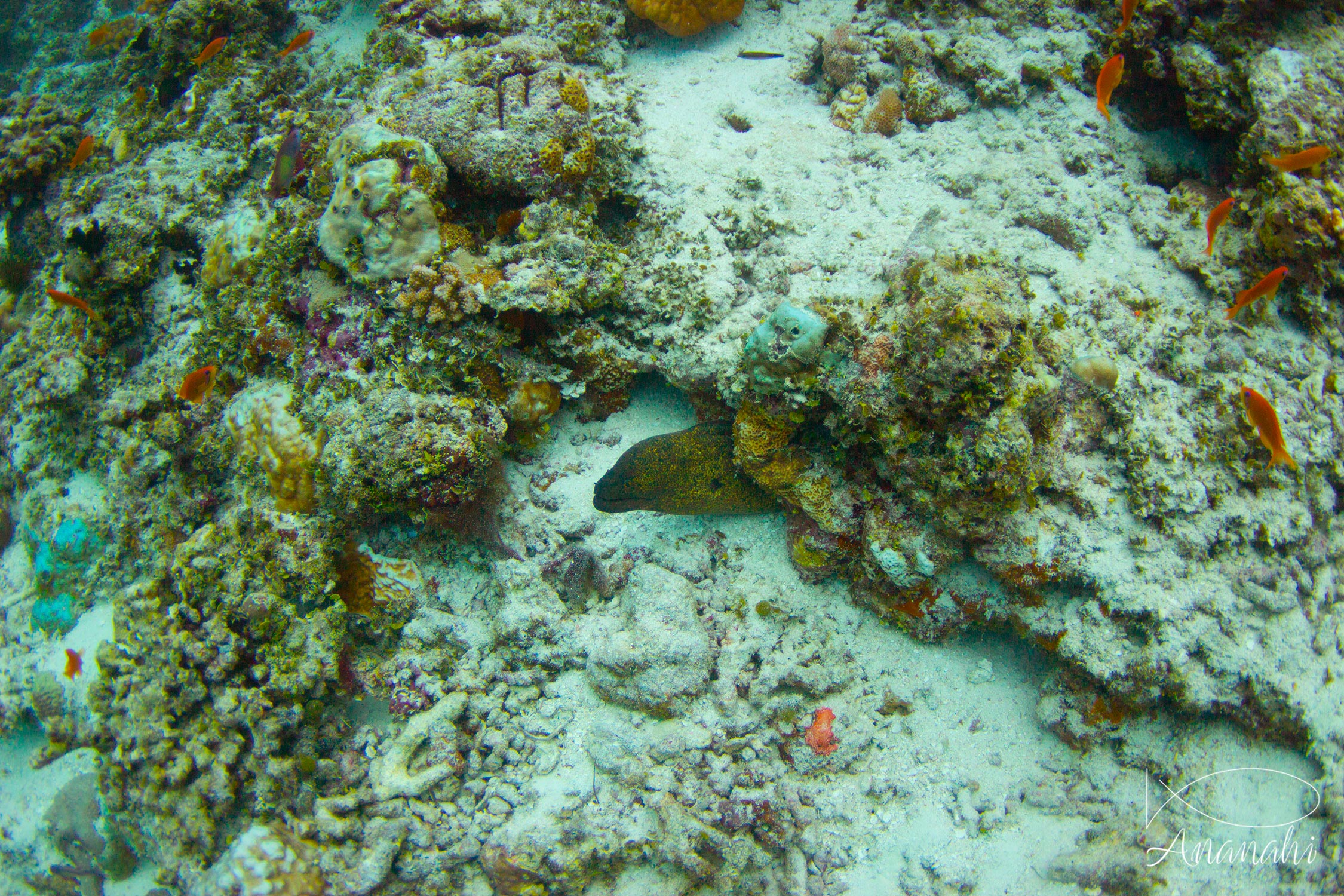 Yellow-edged moray of Maldives