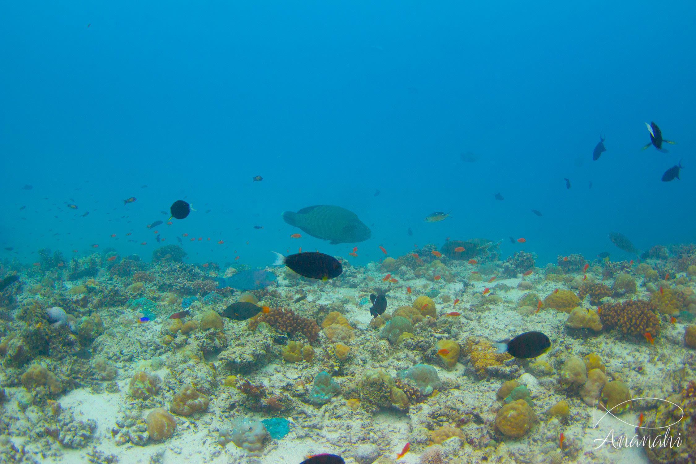 Napoleon wrasse of Maldives