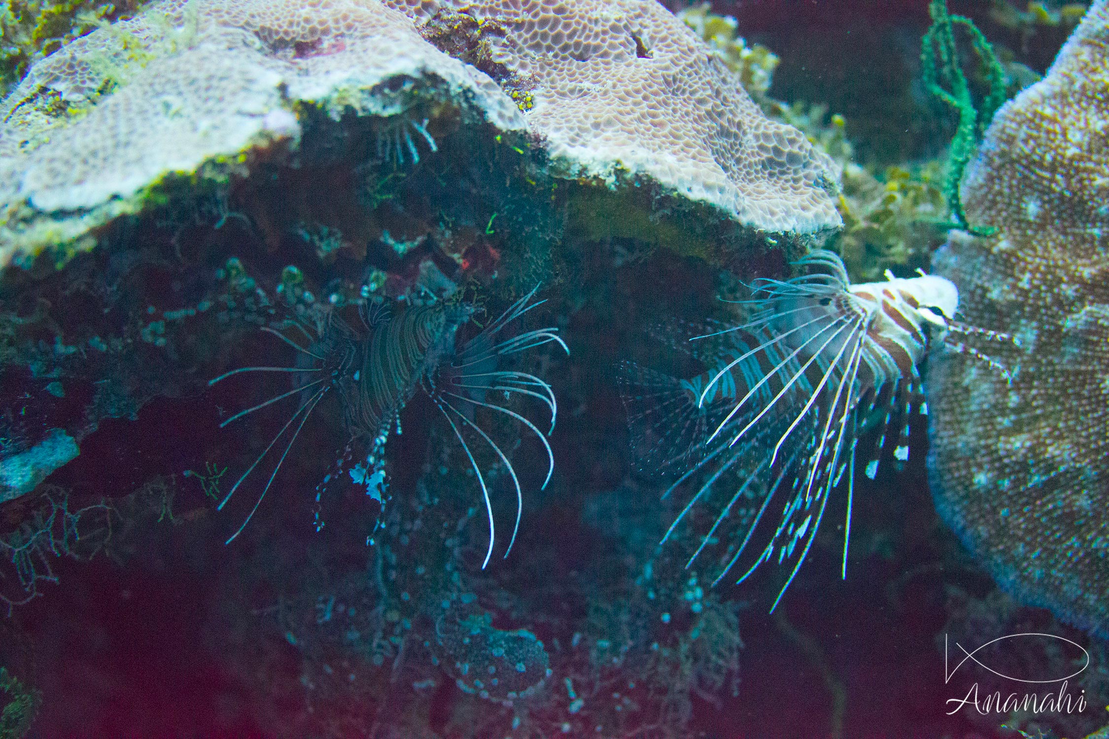 Banded lionfish of Maldives