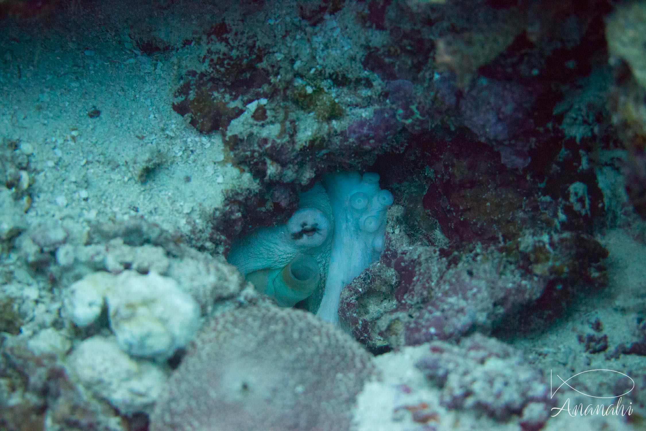 Common reef octopus of Maldives