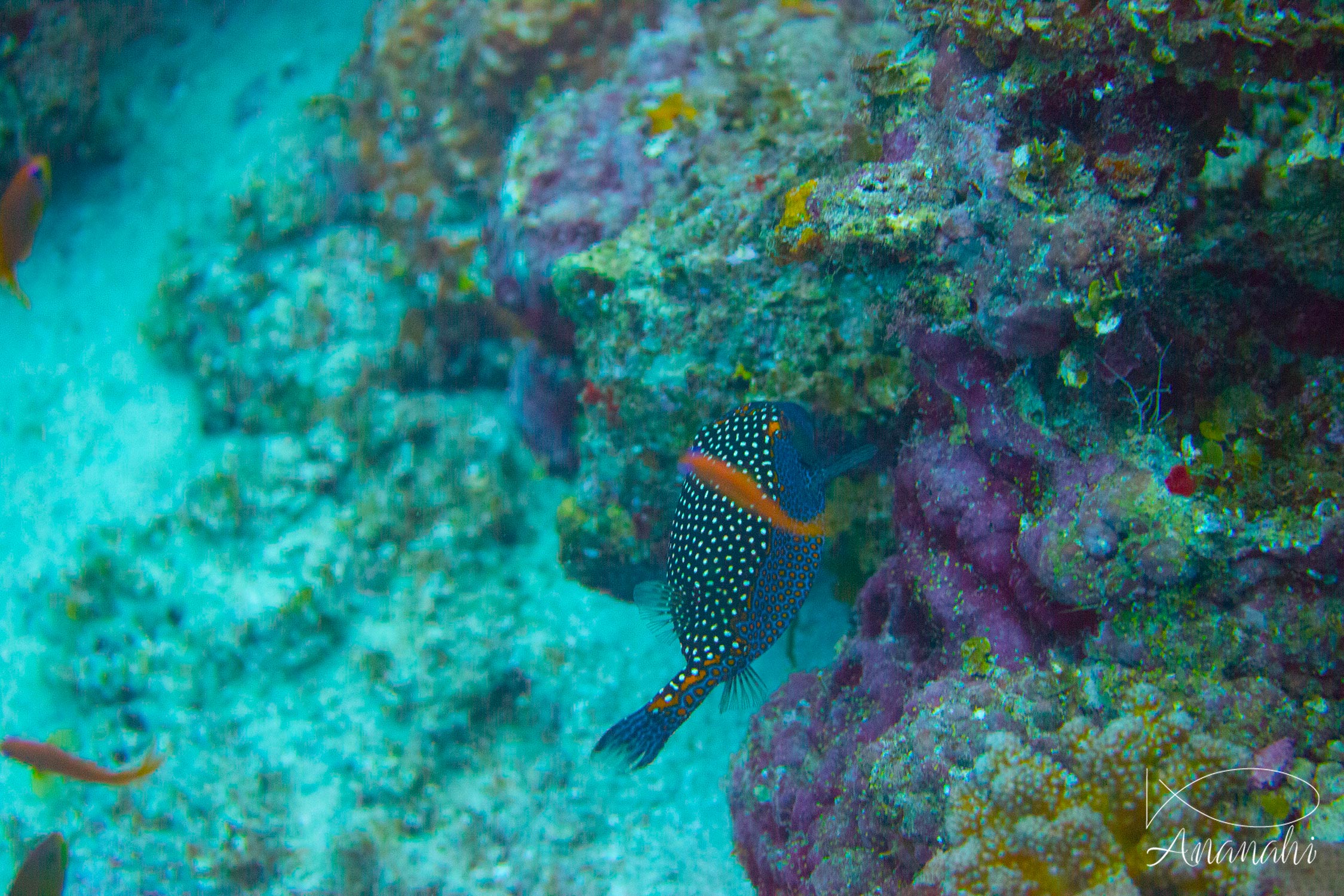 Spotted boxfish of Maldives