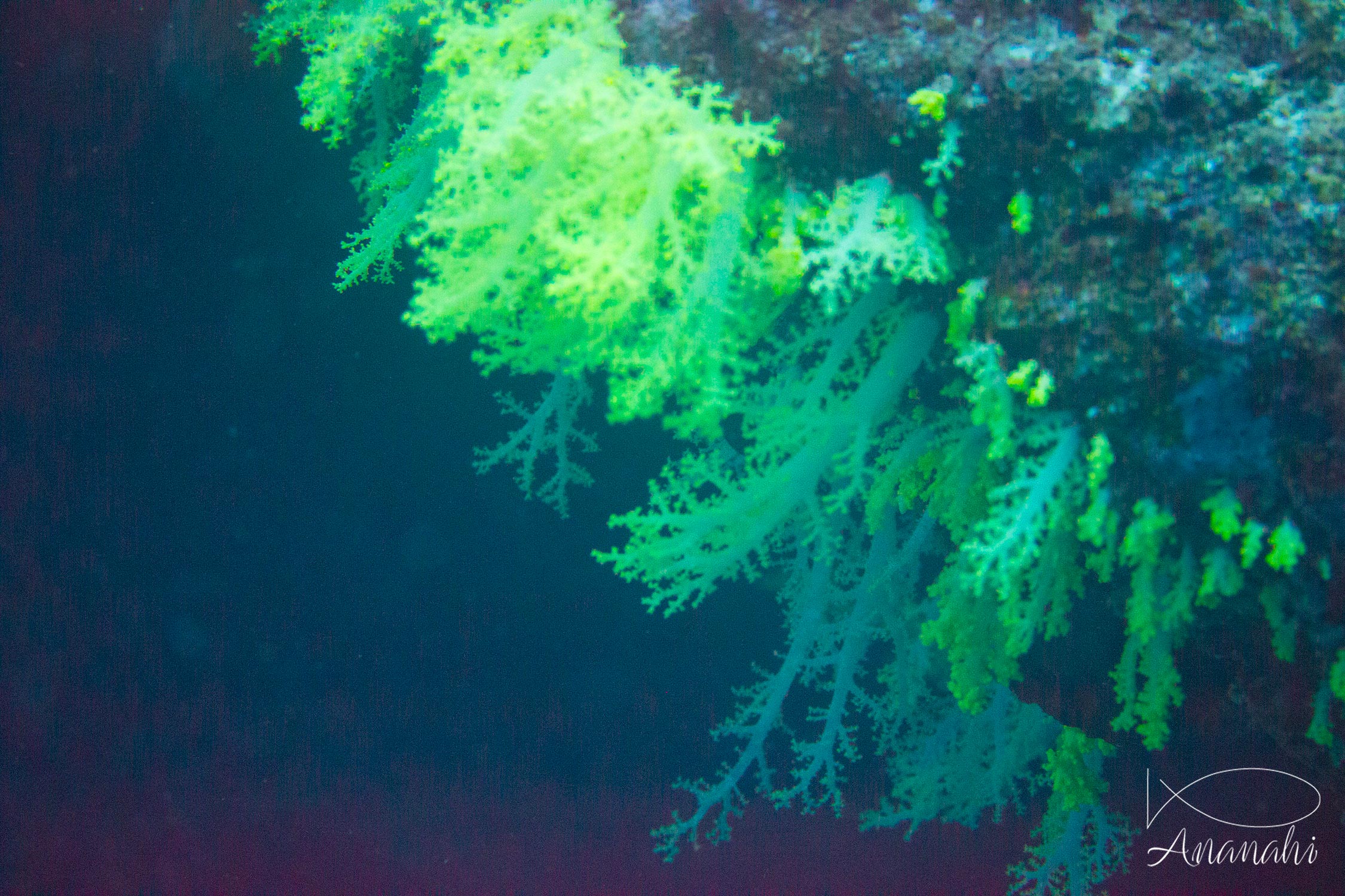 Thistle soft coral of Maldives