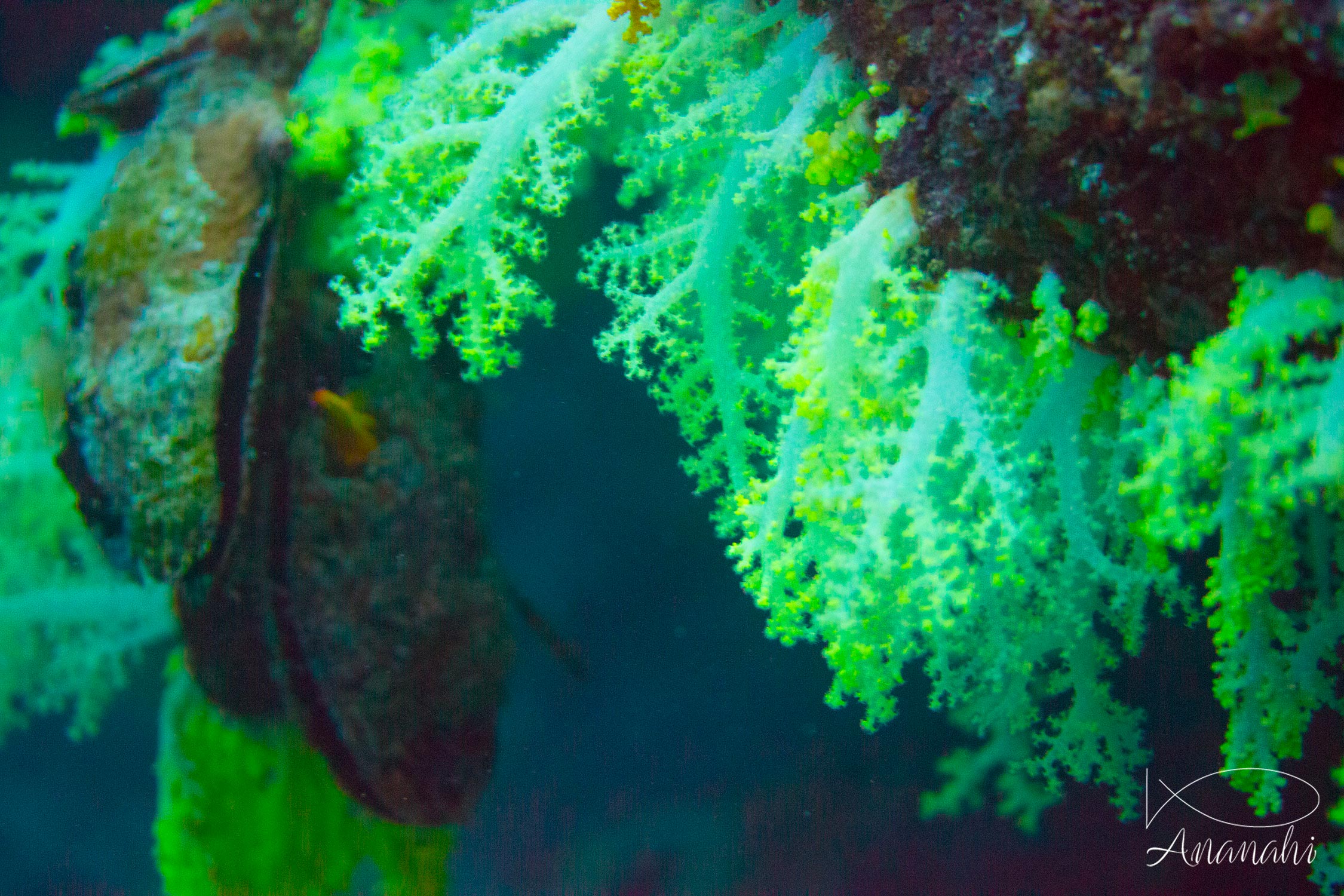 Thistle soft coral of Maldives