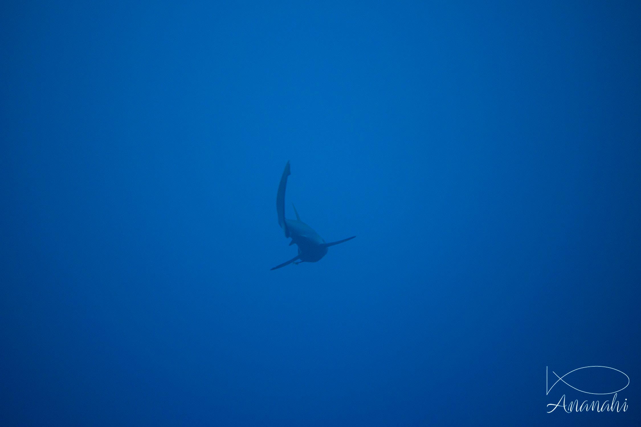 Grey reef shark of Maldives