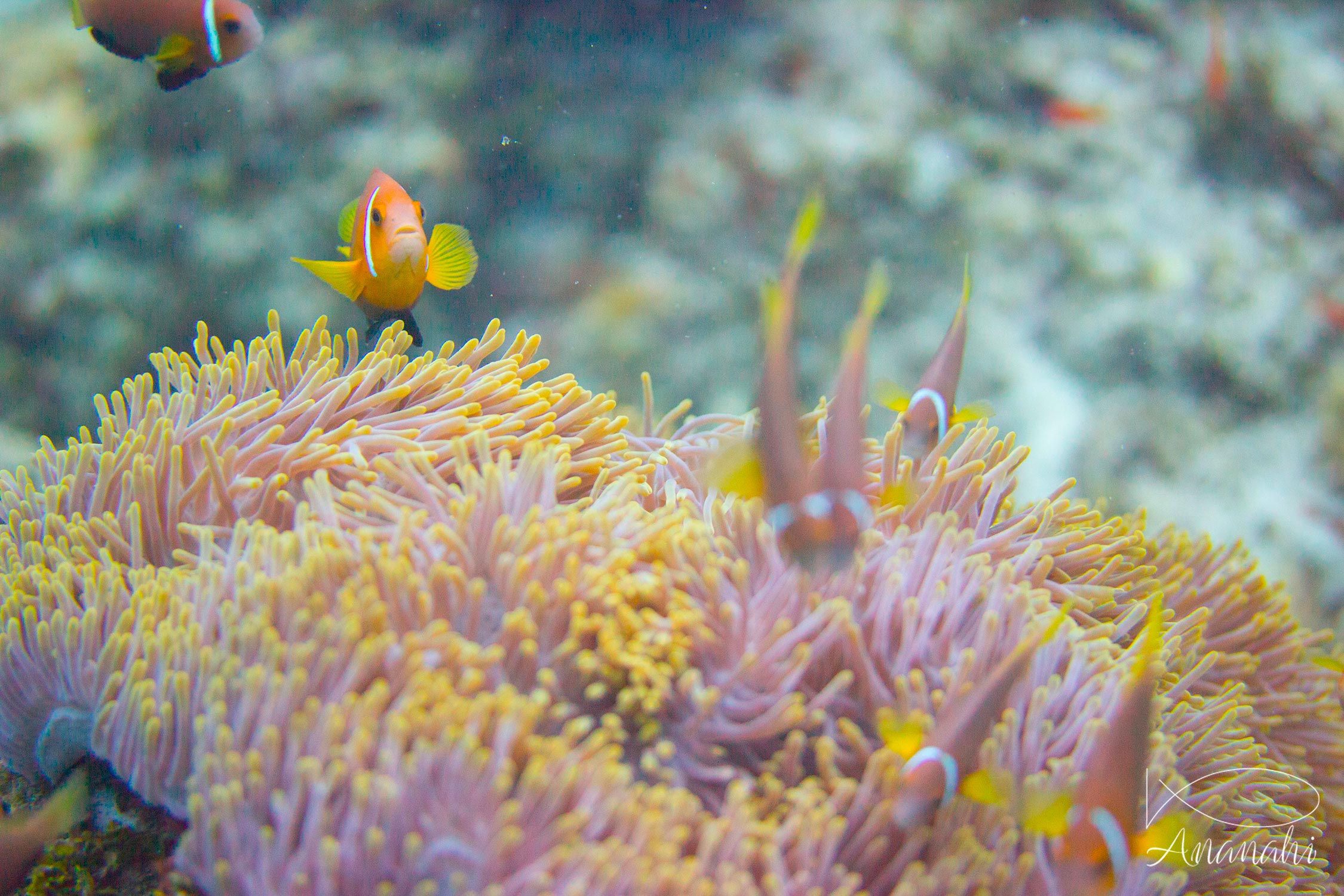 Blackfinned anemonefish of Maldives