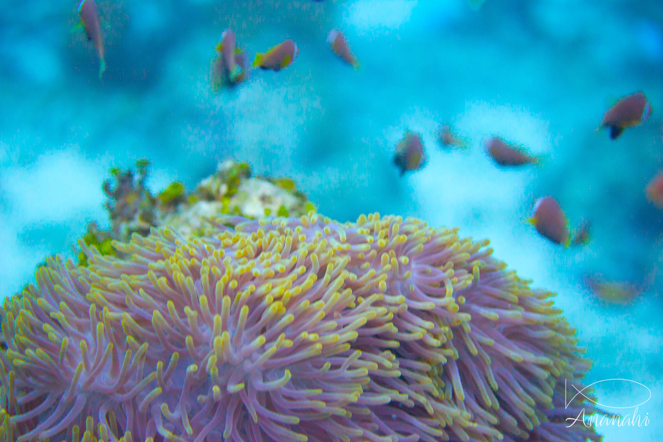 Magnificent sea anemone of Maldives