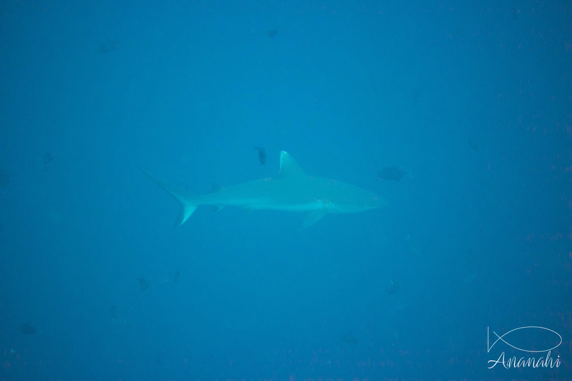 Grey reef shark of Maldives