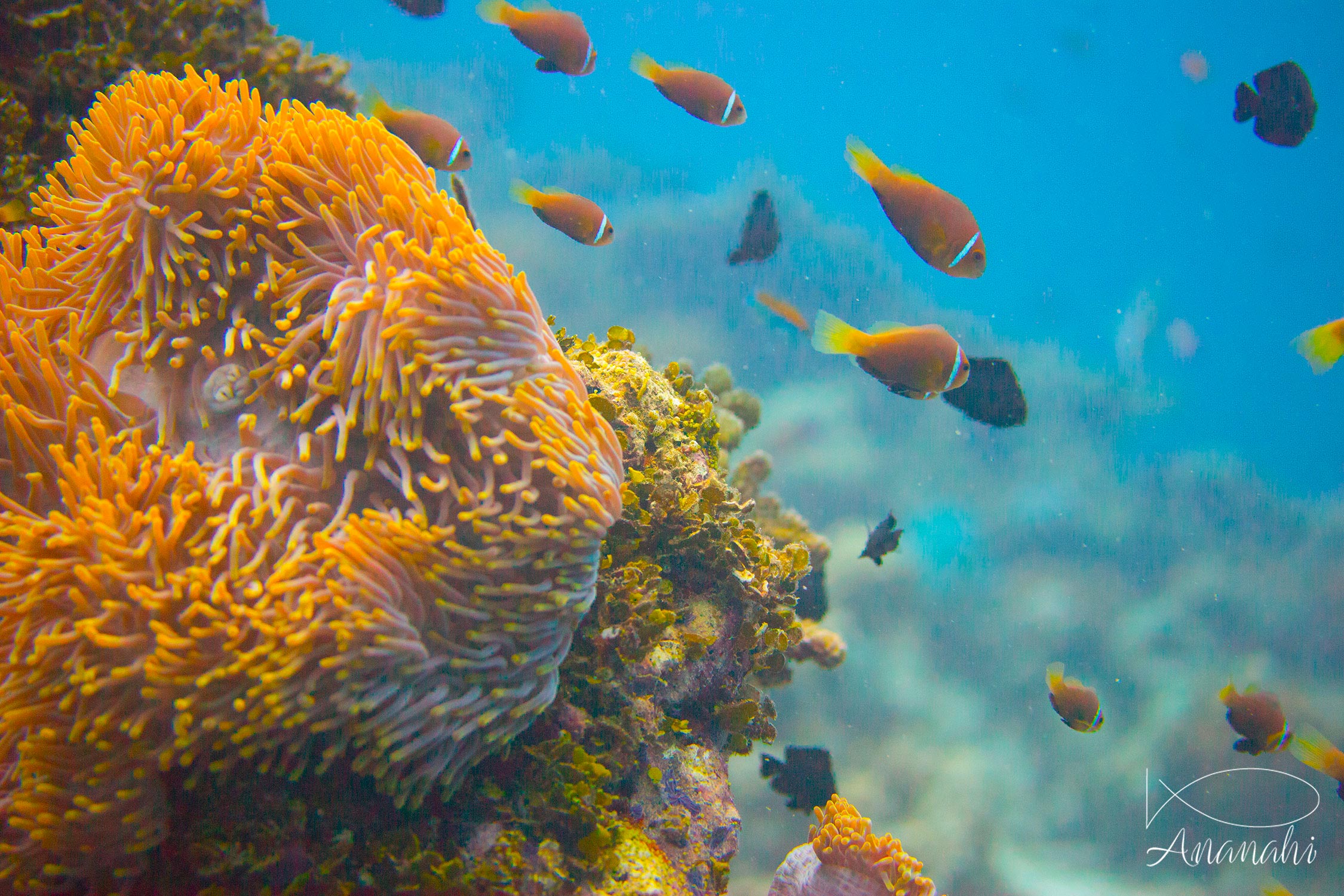 Blackfinned anemonefish of Maldives