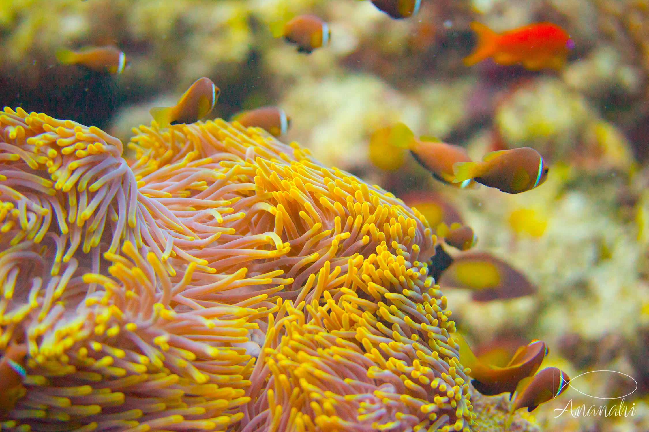 Blackfinned anemonefish of Maldives
