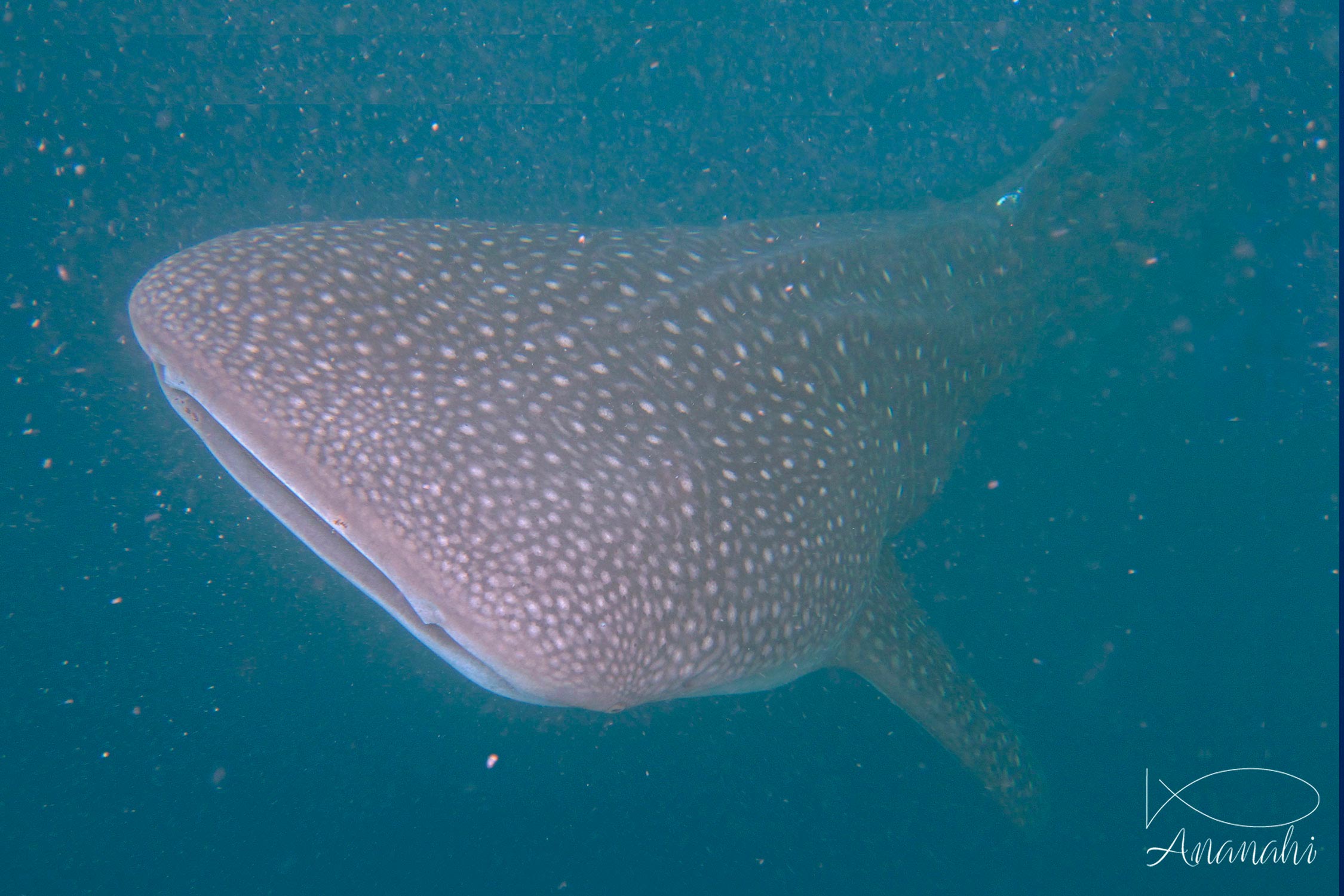 Whale shark of Maldives