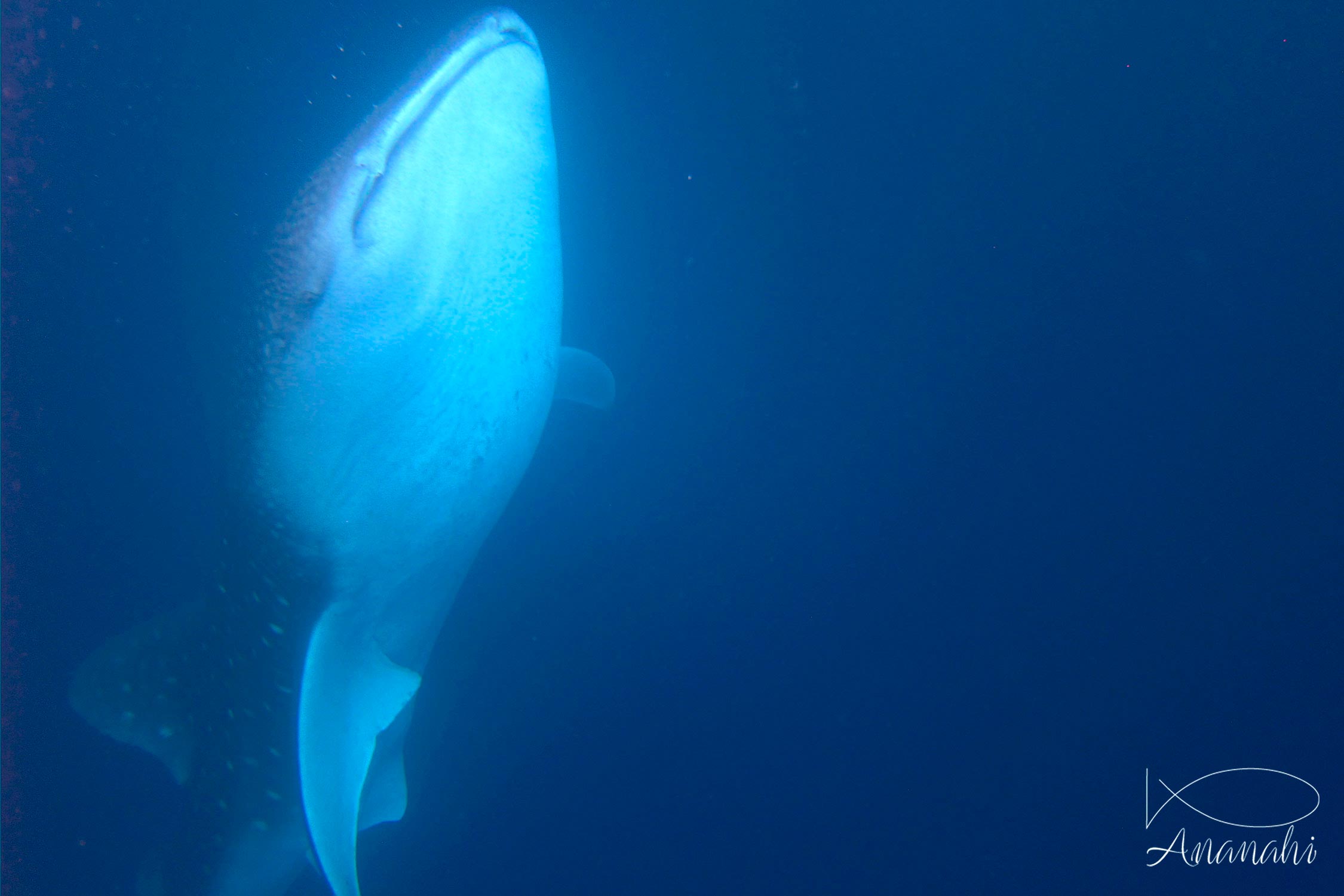 Whale shark of Maldives