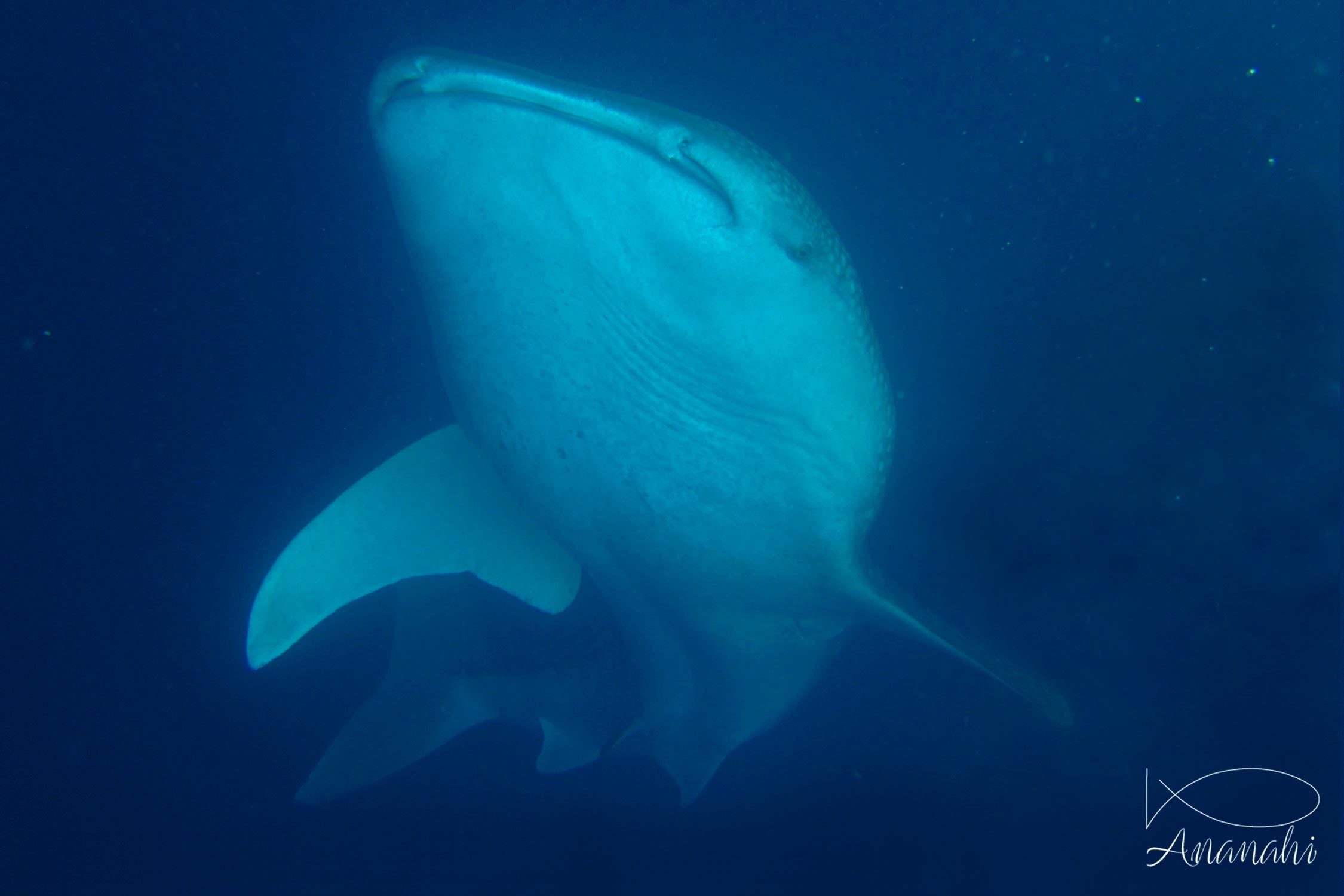 Whale shark of Maldives