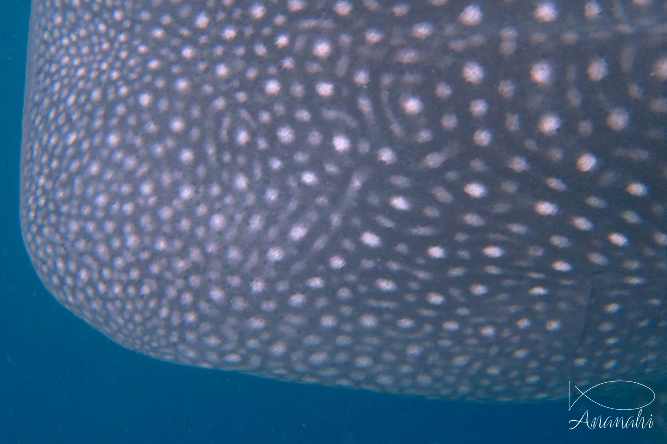 Whale shark of Maldives