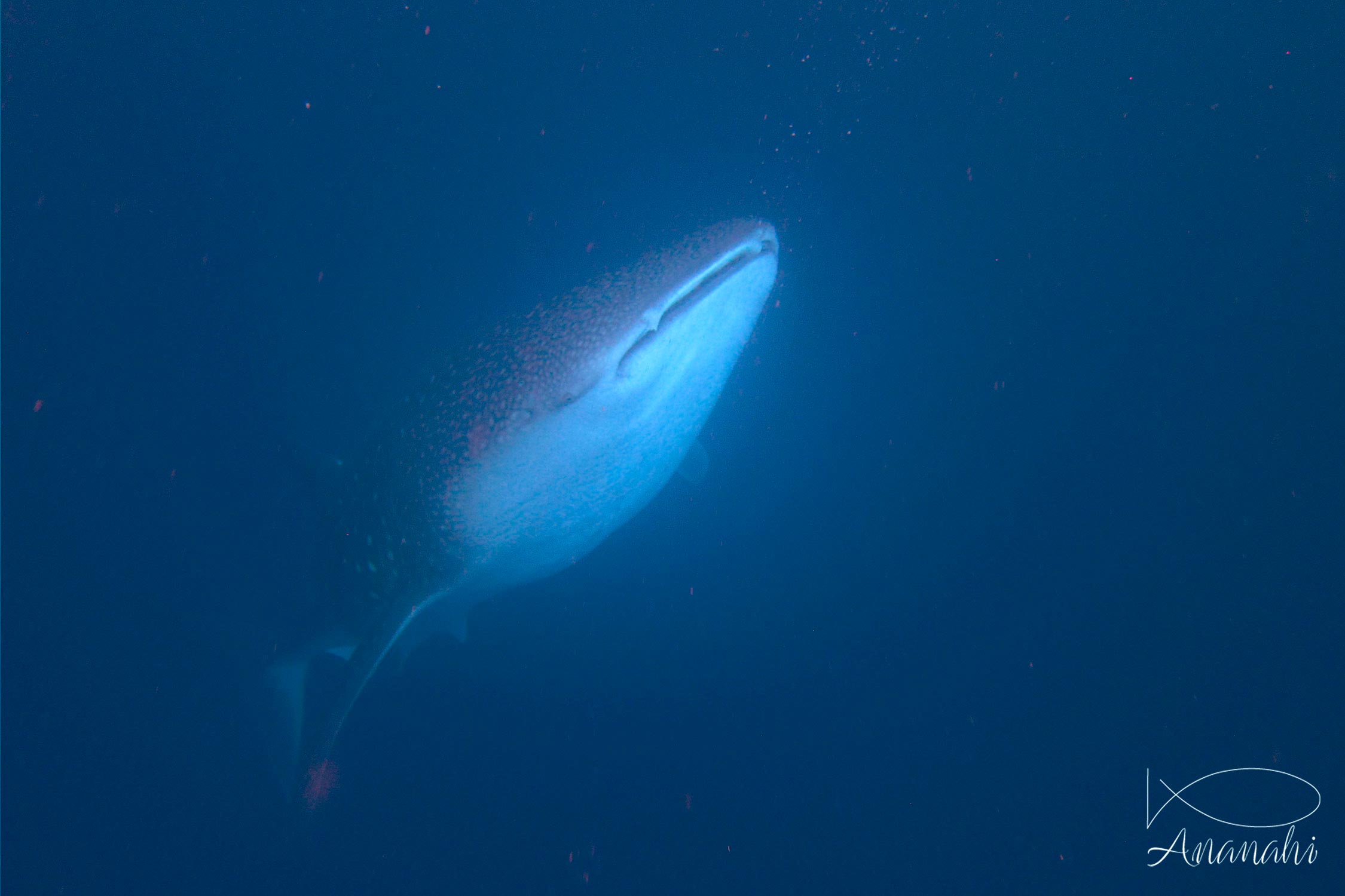 Whale shark of Maldives