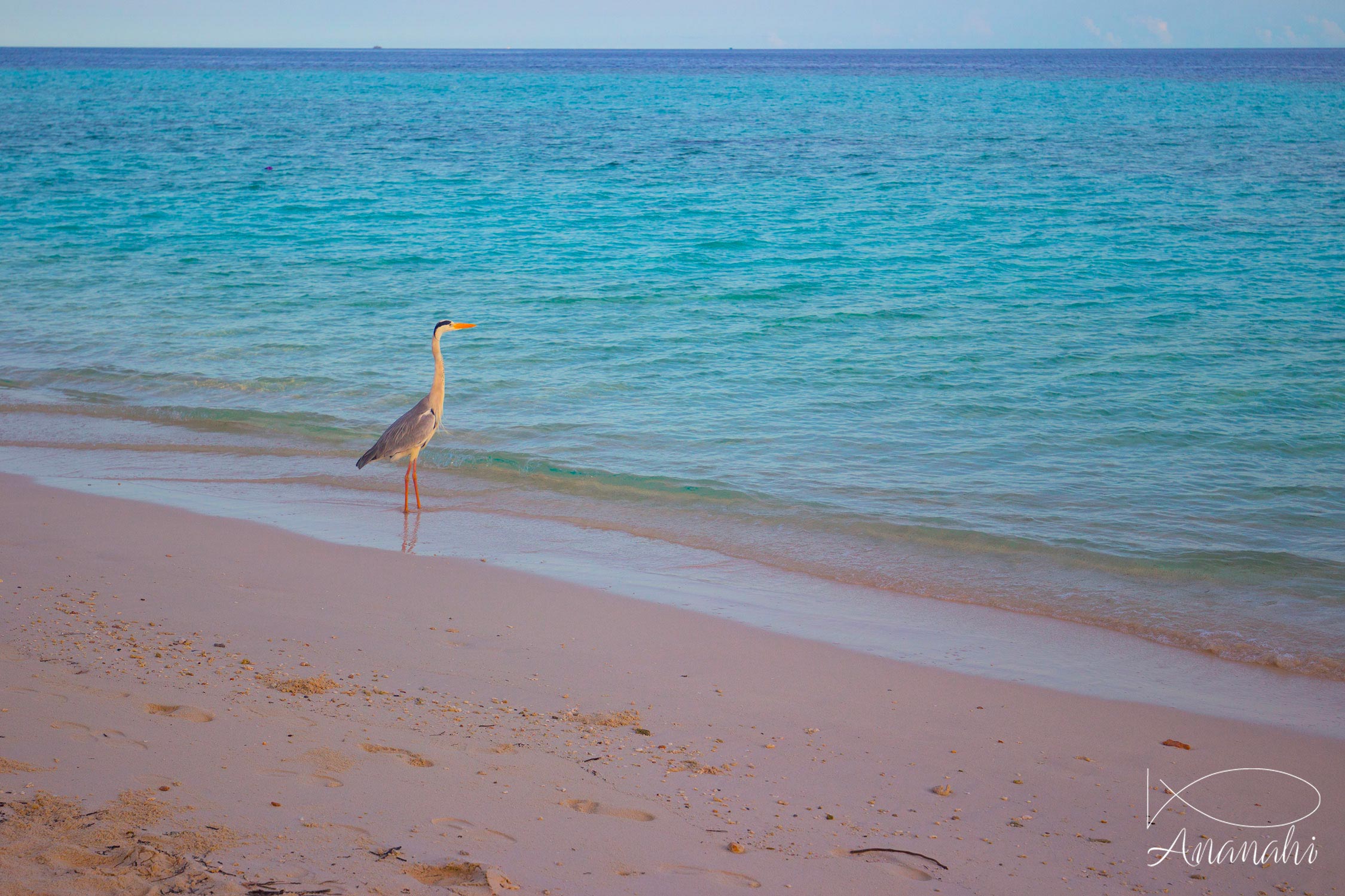 Biyadhoo island of Maldives