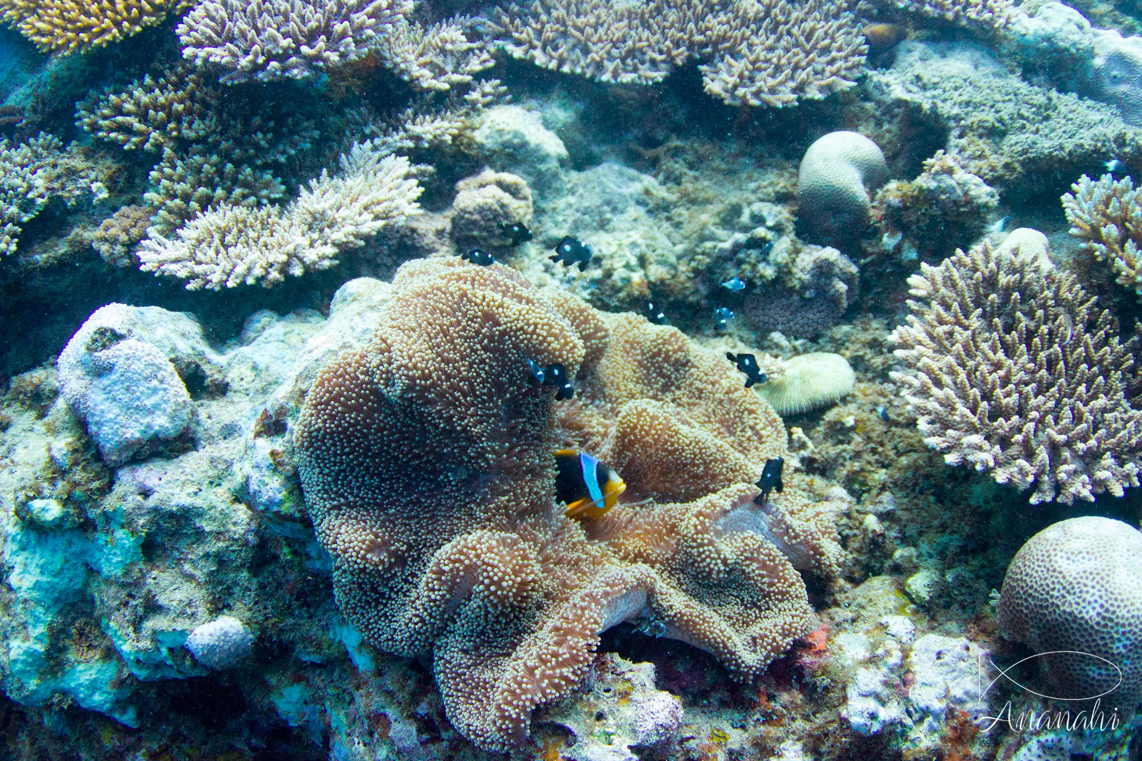 Madagascar anemonefish of Mayotte