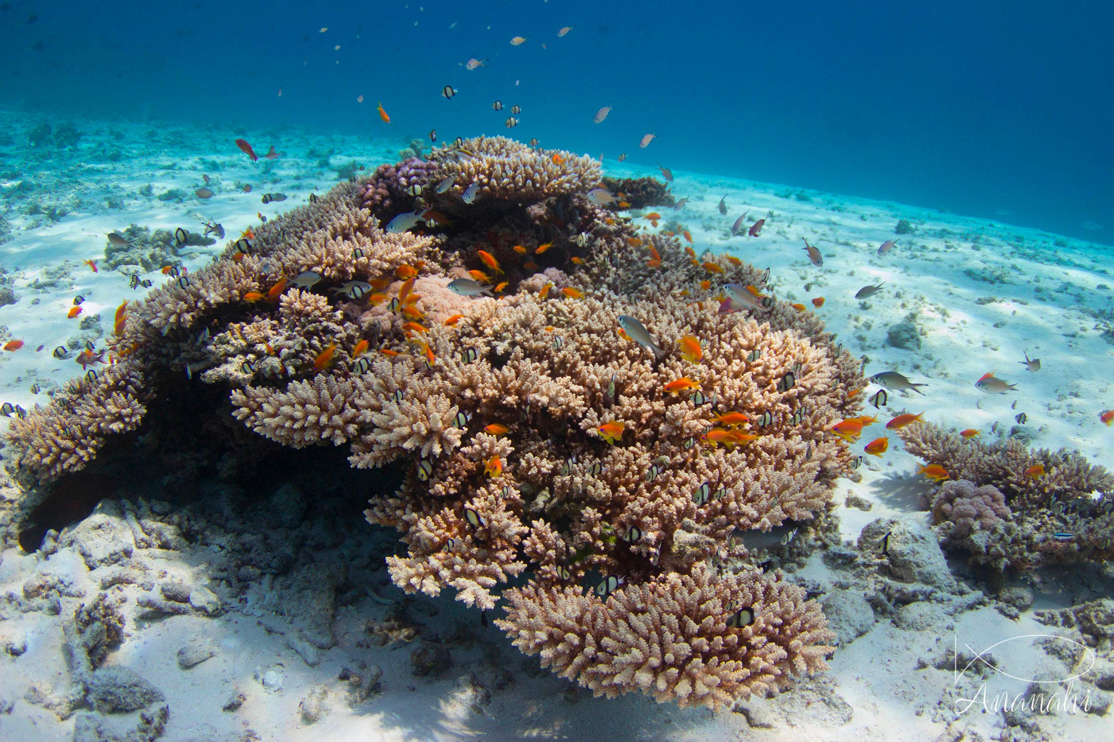 Acroporid Coral of Mayotte