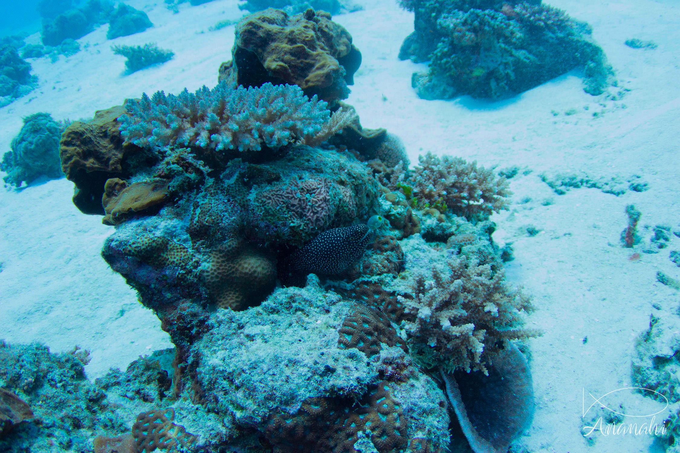 Acroporid Coral of Mayotte