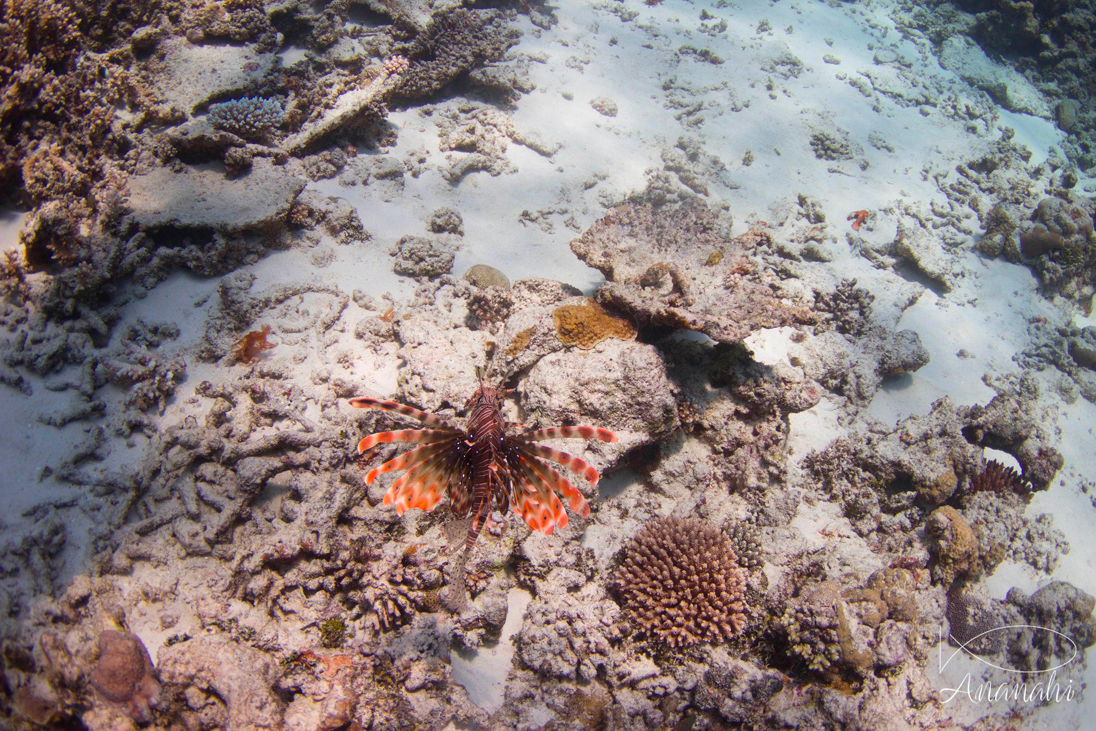 Common lionfish of Mayotte