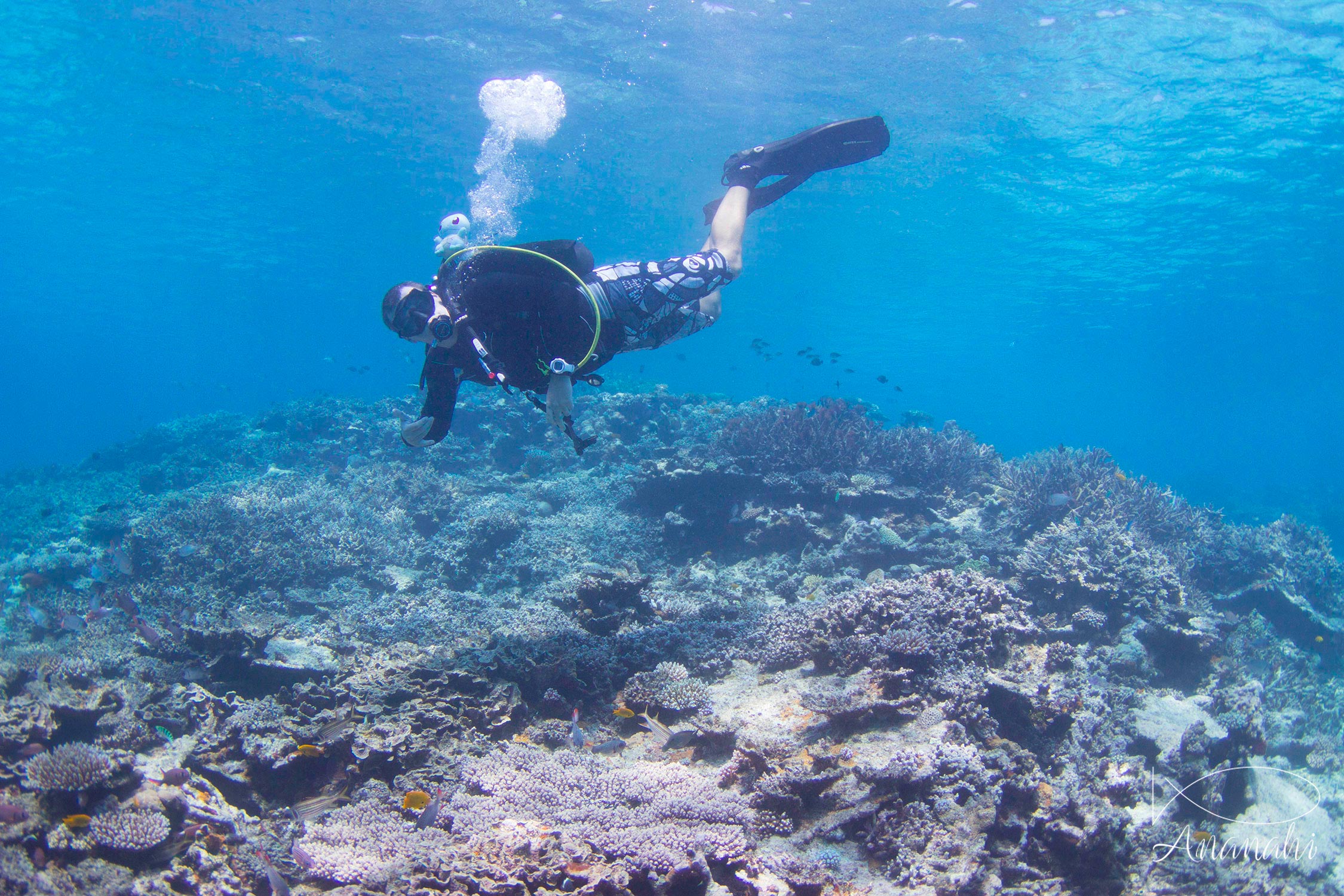 Kevin of Mayotte