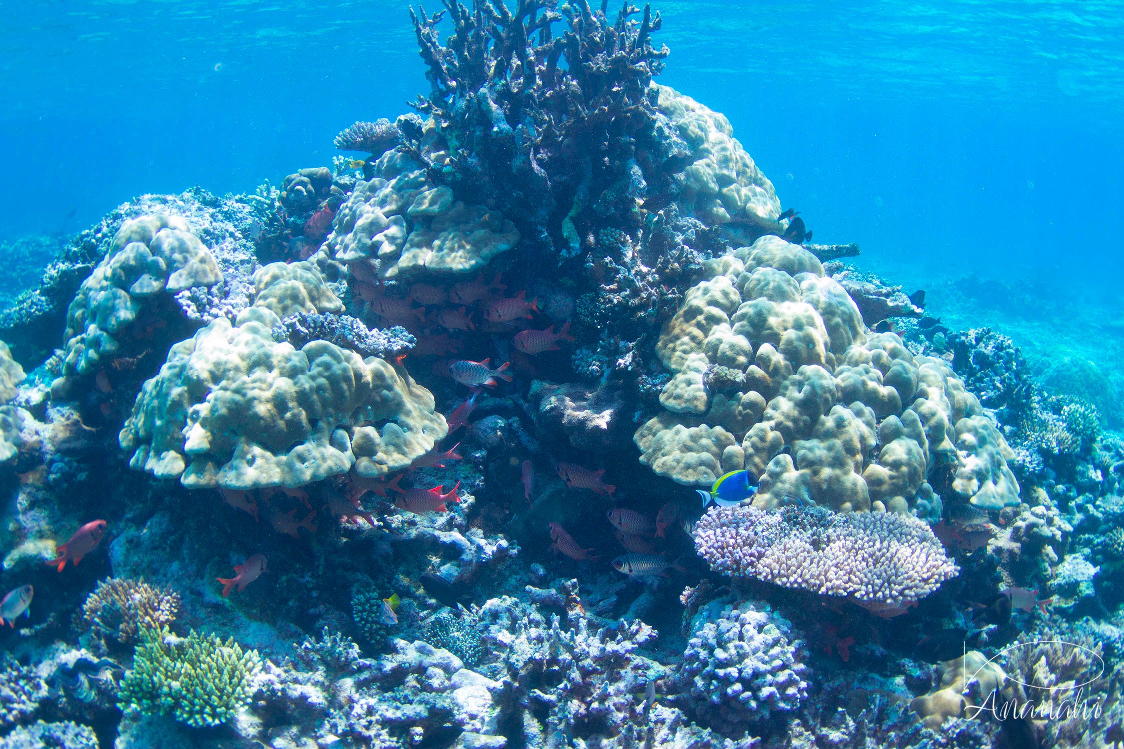 Hump coral of Mayotte