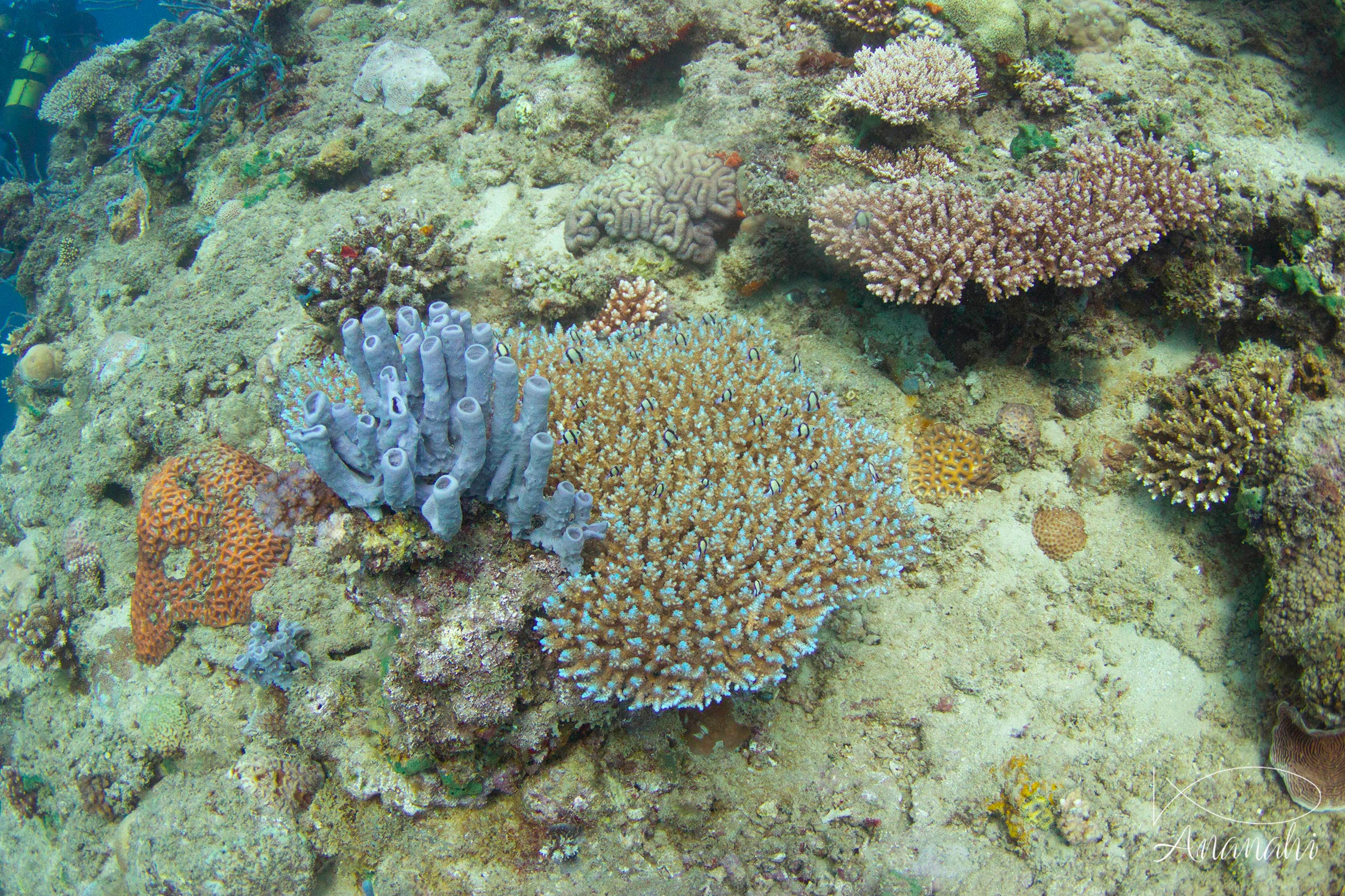 Acroporid Coral of Mayotte