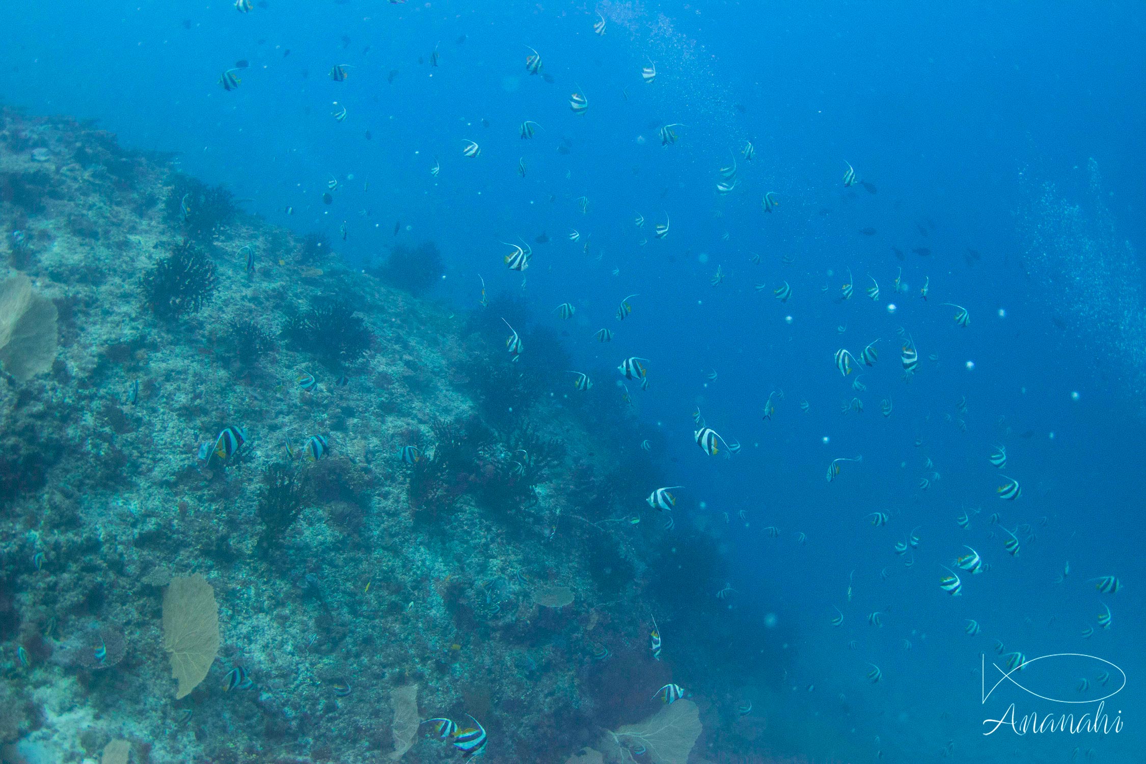 Schooling bannerfish of Mayotte