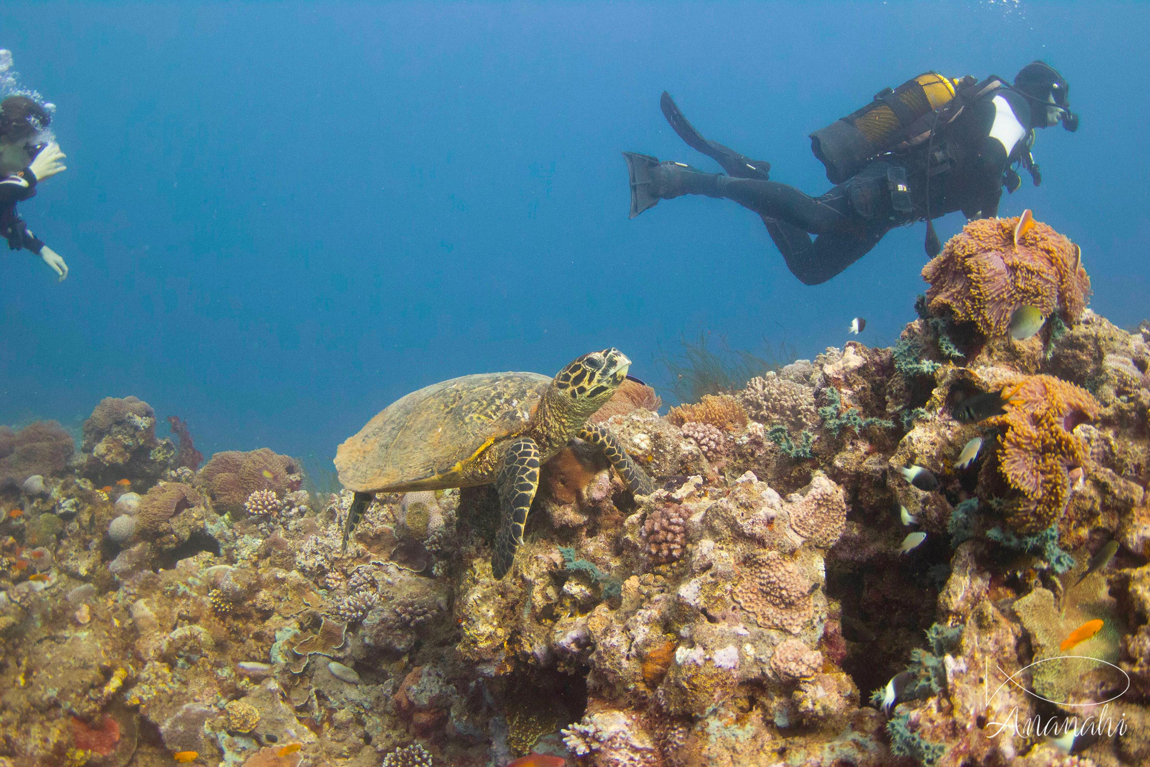 Hawksbill turtle of Mayotte